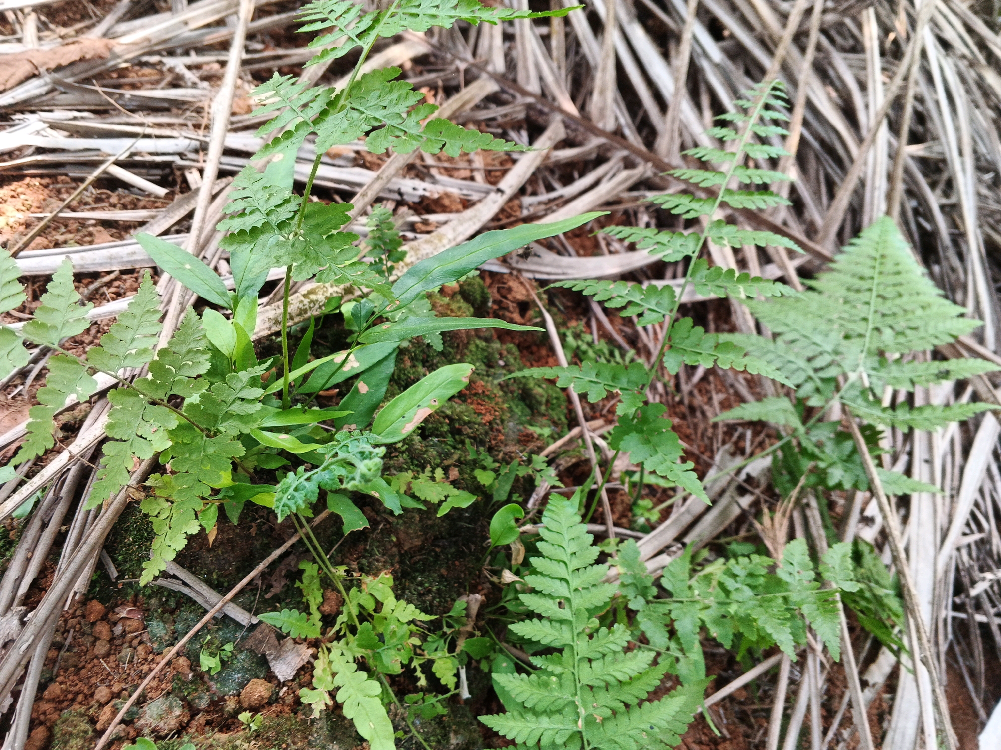 In Batu Ejung, Indonesia, a close-up shot captures a cluster of vibrant green ferns growing amidst a backdrop of dry, fallen palm fronds. The ferns display intricate, segmented leaves, some unfurling and others fully developed. The ground beneath them consists of reddish-brown soil interspersed with small rocks and patches of moss. The lighting suggests an outdoor environment, possibly in a shaded area, given the soft illumination and absence of harsh shadows. No people or animals are visible in the frame.