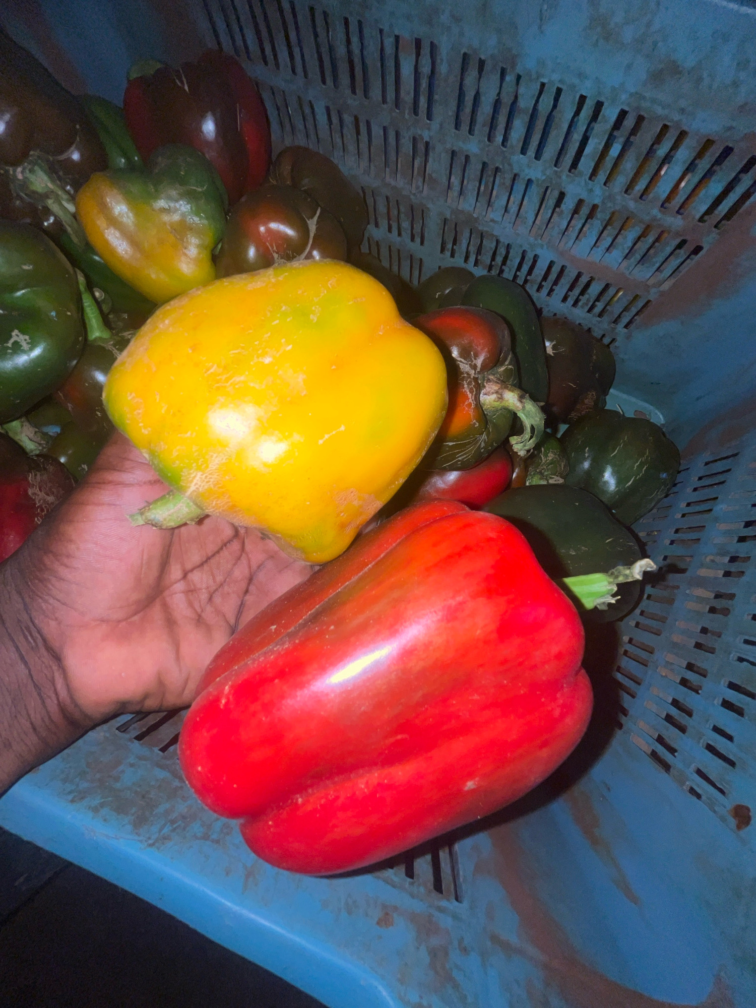 A close-up shot shows a person's hand holding a yellow bell pepper, with a red bell pepper resting below it, in a blue plastic basket filled with bell peppers of various colors, including red, yellow, and green. The basket is textured with a grid pattern of rectangular holes and appears to be dirty, with some brown smudges visible. The background is dark and out of focus, suggesting an indoor or dimly lit environment. The scene is likely located in Rafin Par, Nigeria, given the provided context.