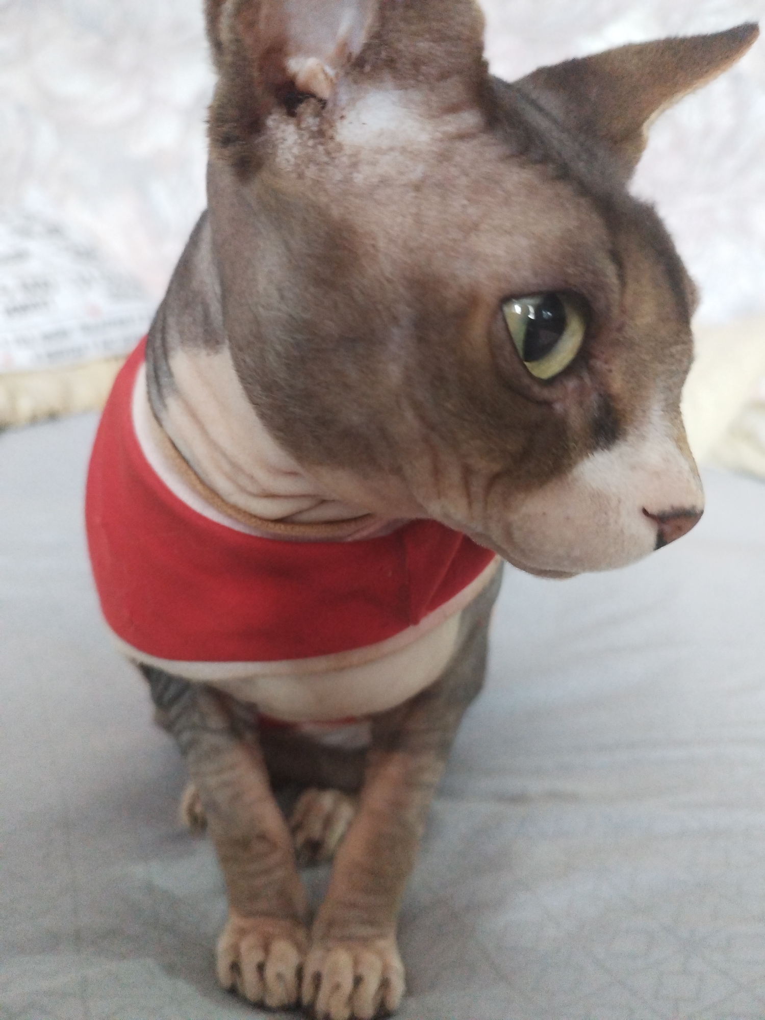 A close-up, head-and-shoulders shot of a Sphynx cat is presented, its bald skin adorned with mottled brown and white markings. The cat wears a bright red shirt with a white trim around its neck. Its eyes are a striking light green, with dark pupils. The cat's nose is pinkish with dark speckles, and it has prominent wrinkles around its muzzle. Its ears are large and pointed, characteristic of the breed. The cat is positioned on a textured gray surface, possibly a blanket or bed. The background is softly blurred, showing a light-colored, textured surface that appears to be a wall or headboard with a subtle pattern. The lighting is soft, suggesting an indoor environment. There is no discernible city or location information present in the image.