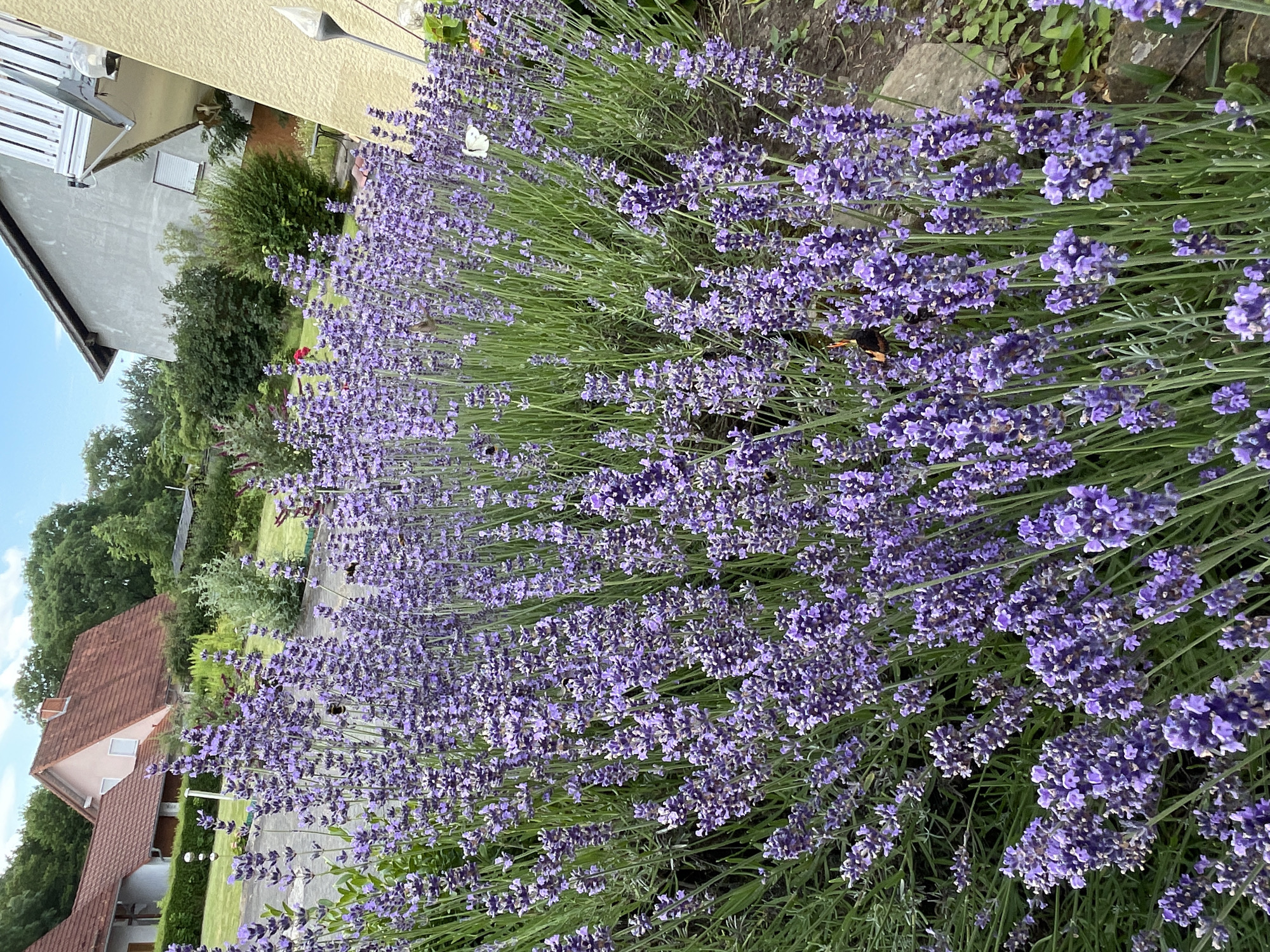 The image depicts a close-up view of a dense patch of blooming lavender flowers in Christerode, Germany. The purple flowers are in full bloom, with tall spikes of blossoms reaching upwards. The background reveals residential buildings with red-tiled roofs and a light-colored wall of a house, partially obscured by the lavender. Green foliage and trees are visible behind the buildings, suggesting a suburban or rural setting. The sky above is partly cloudy and blue. Several insects, including bees and a butterfly, are visible interacting with the lavender flowers, engaged in pollination. The scene appears to be an outdoor garden or yard.