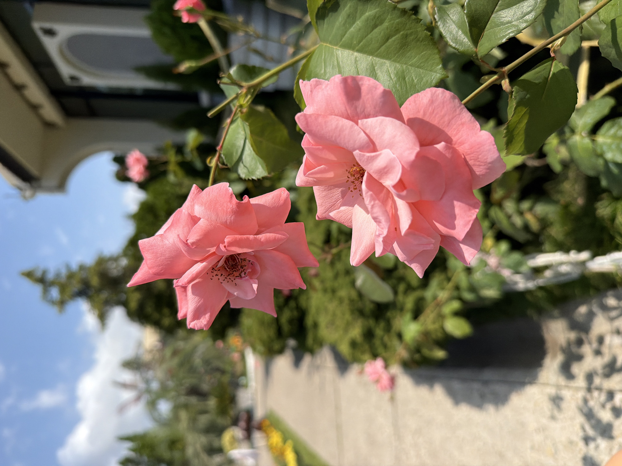 The image depicts two pink roses in the foreground, with one in sharp focus and the other slightly blurred. The roses are part of a garden setting, with lush green foliage surrounding them. In the background, a paved walkway is visible, lined with more greenery and some yellow flowers. A building with white architectural details and arched windows can be seen on the right side of the frame. The sky is blue with scattered clouds. The scene suggests a sunny day in a well-maintained garden. While the location is specified as Sochi, Russia, there are no specific landmarks or context within the image that definitively confirm this. No people or animals are visible in the image.