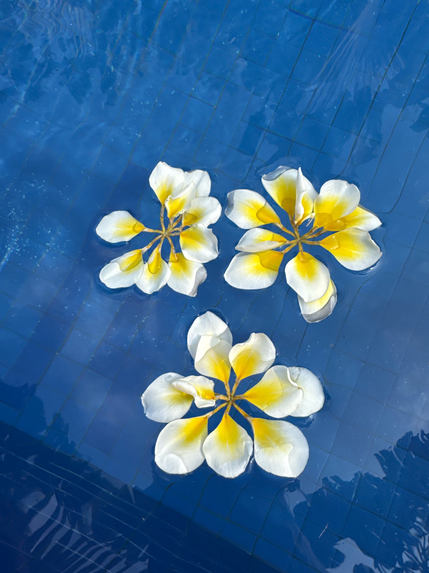 Three white and yellow plumeria flowers float on the surface of a bright blue swimming pool. The pool's tiled bottom is visible through the clear water, and light reflections create a shimmering effect on the surface. The image is a top-down view, showcasing the serene beauty of the flowers in their aquatic environment. This scene could be from a tranquil resort or private villa in Denpasar, Indonesia, where plumeria flowers are commonly found and often used for decoration.