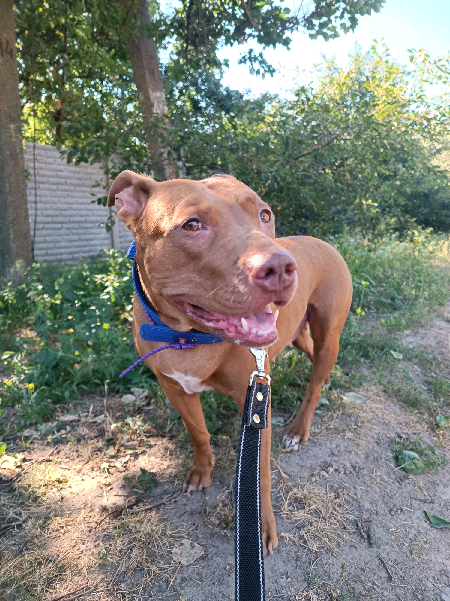 A medium shot captures a brown pit bull-type dog with a blue collar and a black leash, standing outdoors. The dog is looking to the right of the frame with its mouth open, revealing its teeth. The background consists of greenery, trees, and a brick fence, suggesting an outdoor setting in a residential area. The lighting indicates it is daytime, with sunlight filtering through the leaves, creating dappled shadows on the ground. The scene appears to be in Zaporizhzhia, Ukraine, based on the provided context.