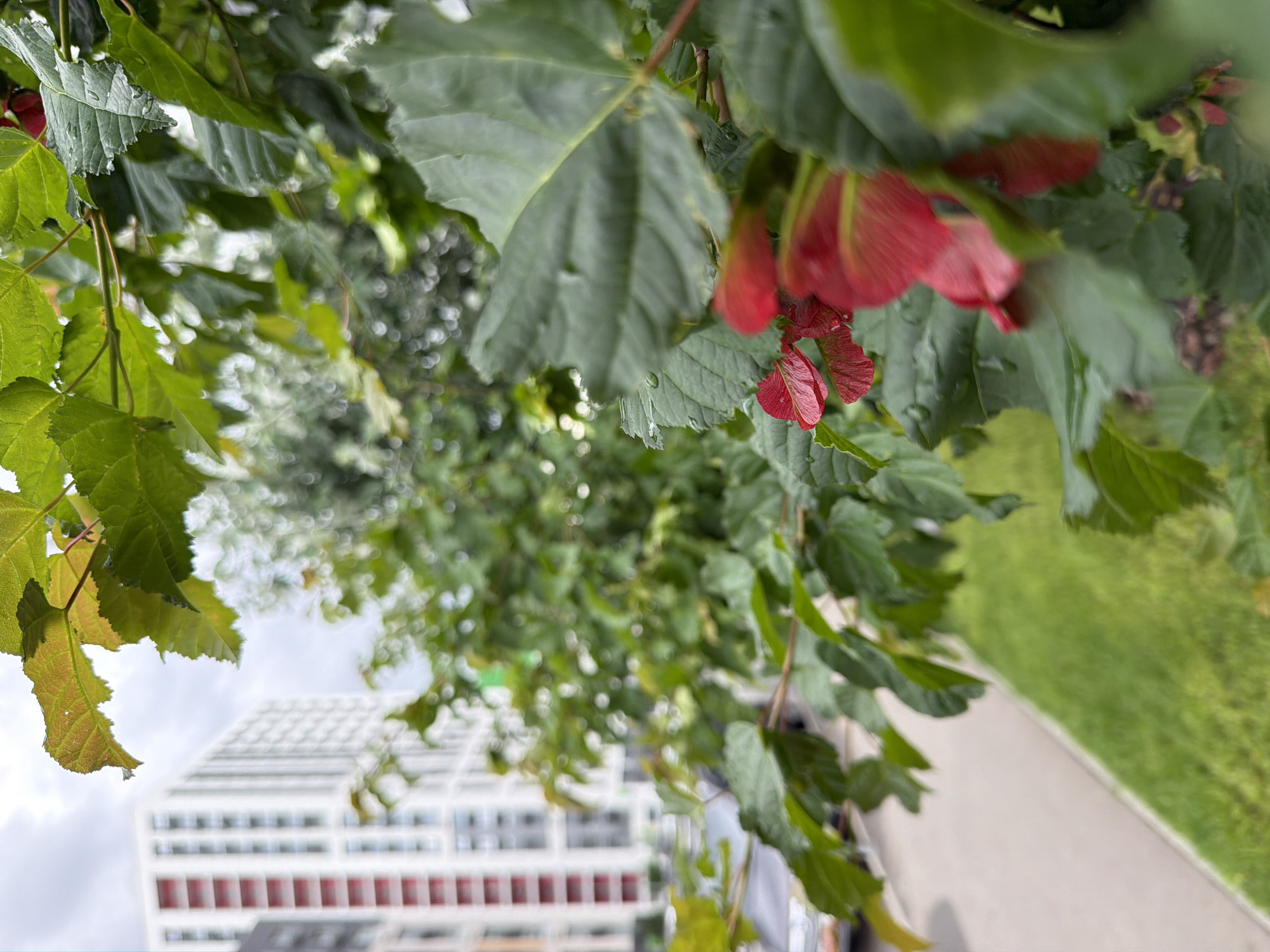 The image captures a close-up view of lush green leaves and vibrant red maple seed wings in the foreground, with a blurred background of an urban environment. A modern, multi-story building with white and red facades is visible in the distance, characteristic of a city setting. A paved walkway and a strip of green grass run alongside the walkway, suggesting a park or residential area within a city. The lighting suggests an overcast day, and the leaves appear wet, possibly from rain or dew. No people are present in the image.