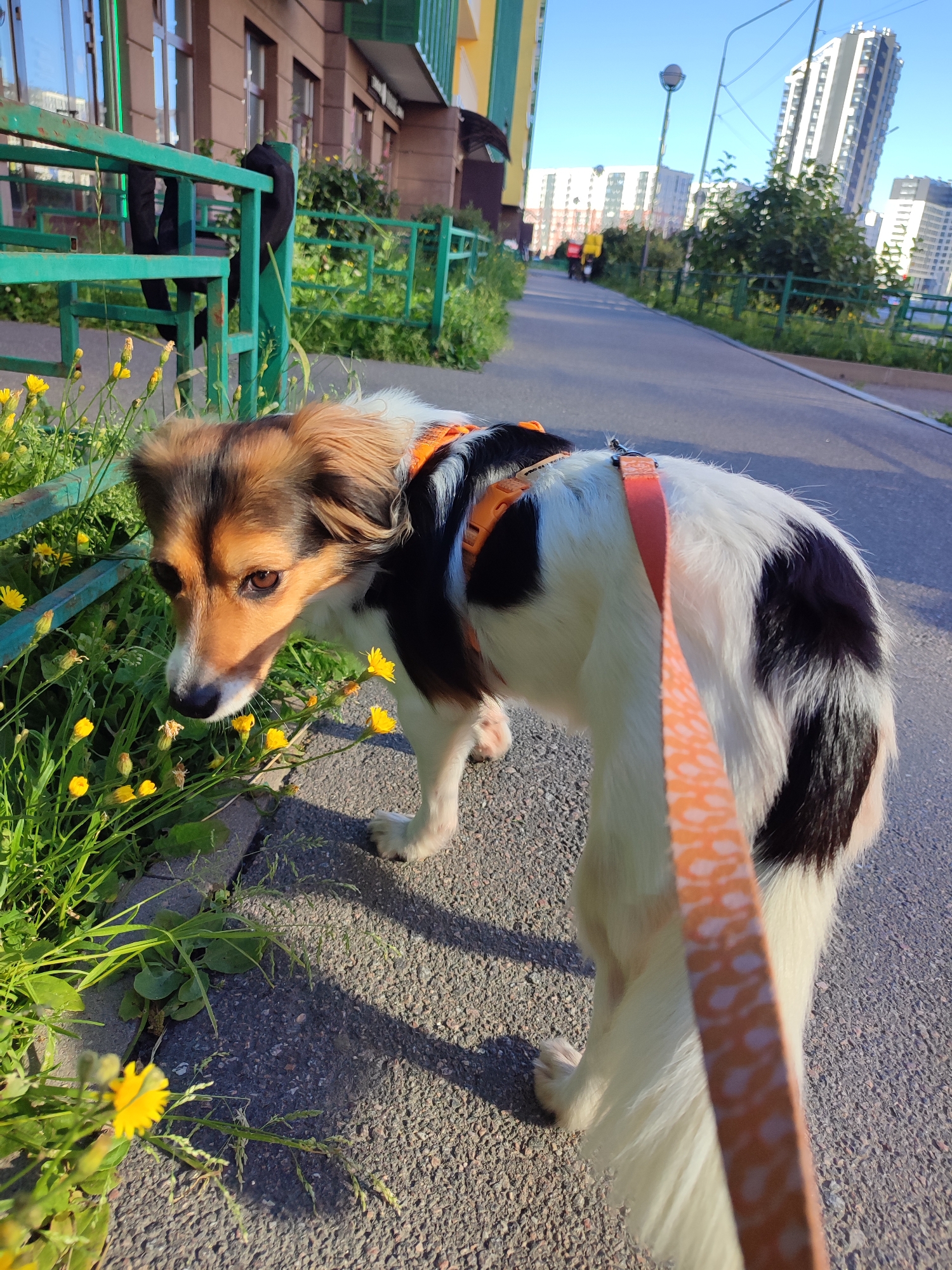 In Murino, Russia, a medium-sized dog with white, black, and brown markings is on a leash. The dog is wearing an orange harness and appears to be sniffing yellow wildflowers growing next to a green metal fence. The scene is a sidewalk in front of a building with a multi-colored facade. In the background, tall residential buildings and a clear blue sky are visible. The sun is casting a shadow from the dog onto the pavement.