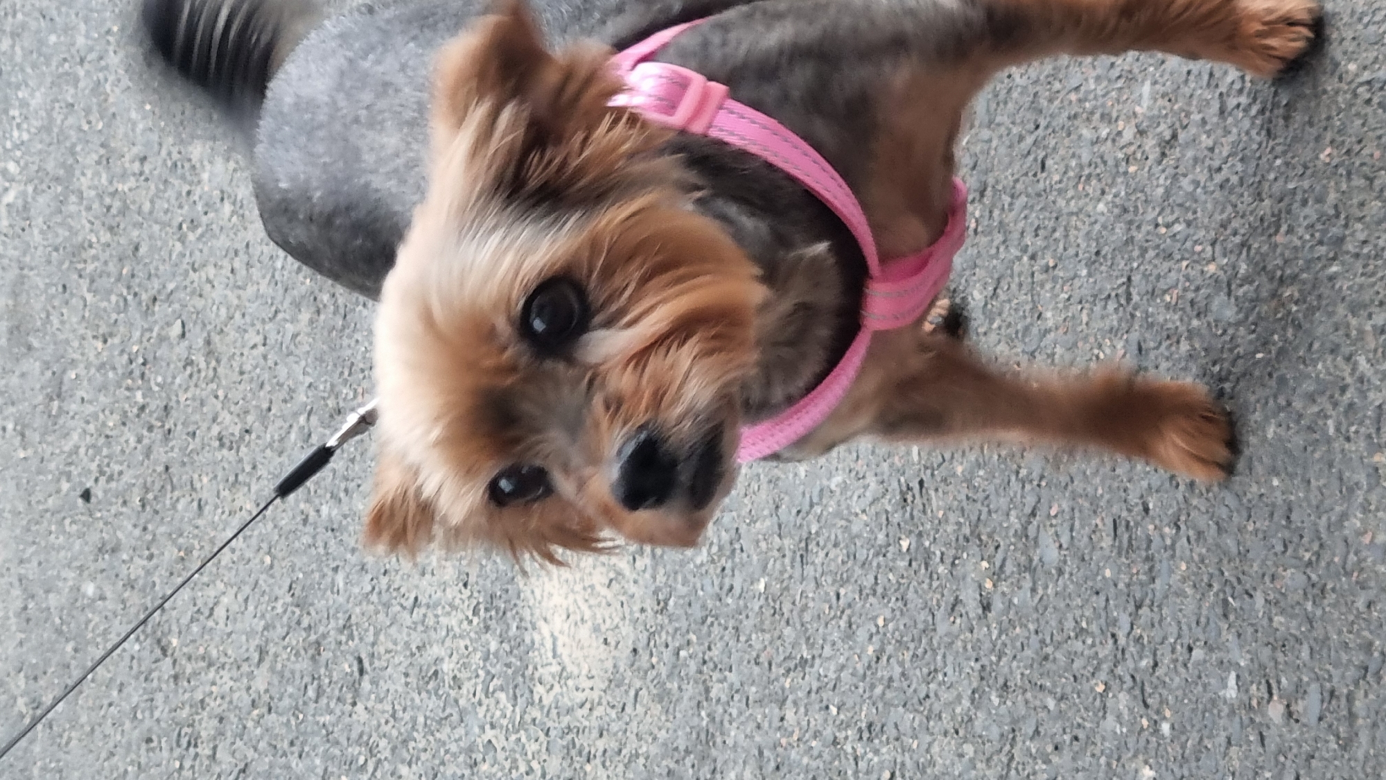 A Yorkshire Terrier dog, wearing a pink harness and leash, stands on a gray asphalt surface. The dog has tan and gray fur and is looking slightly to the left of the camera. The background is blurred and appears to be an outdoor urban setting. This image was taken in Berehove, Ukraine.