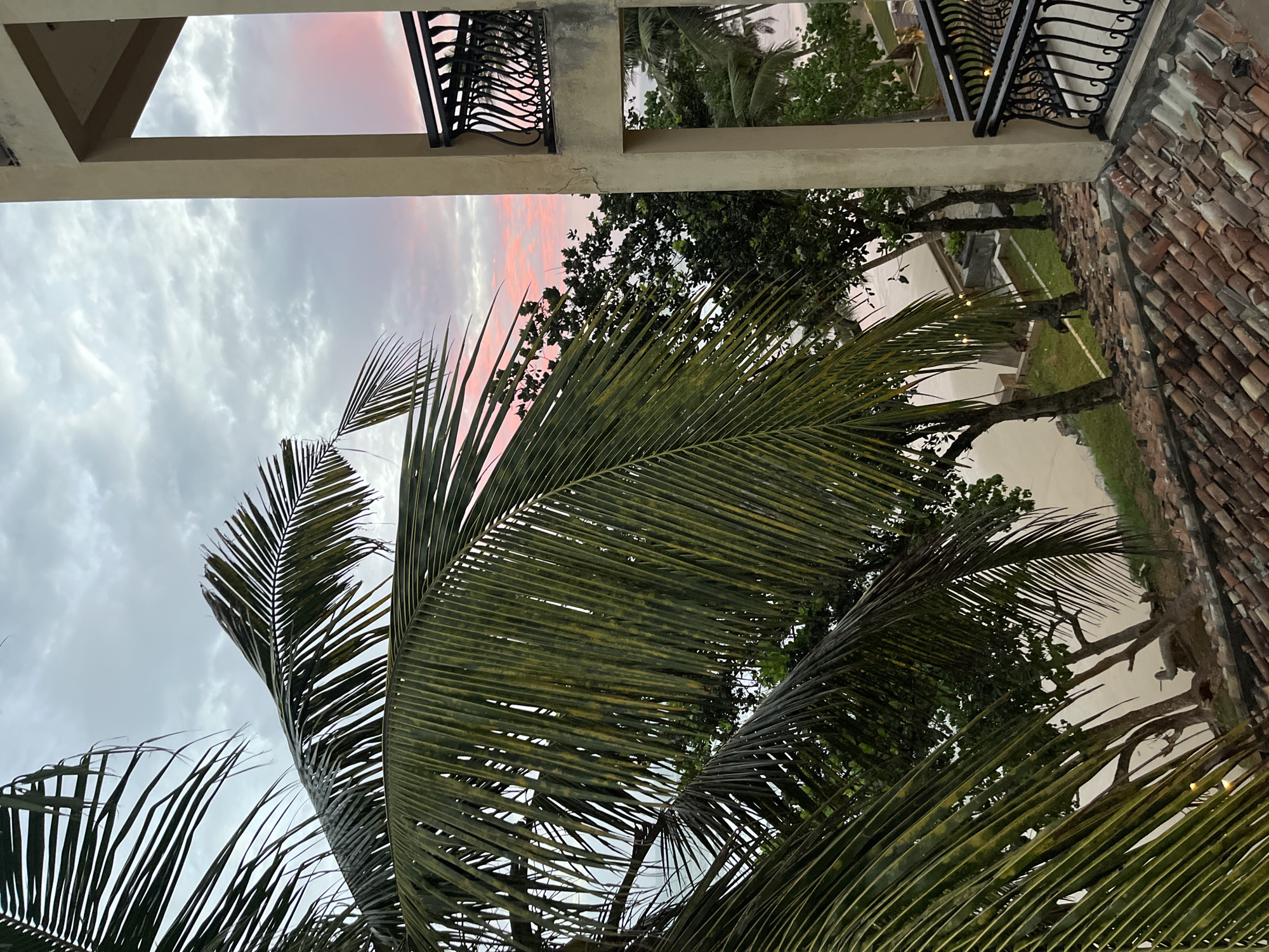 The image captures a serene view of a beachside location in Kathaluwa, Sri Lanka, during what appears to be dusk or dawn. In the foreground, large, vibrant green palm fronds dominate the left side of the frame, their pointed leaves creating a natural curtain. To the right, a section of a building with a beige exterior and a dark, ornate metal railing is visible, suggesting a balcony or terrace.
Beyond the palm fronds and building, a beach scene unfolds. The sand is a pale, muted tone, leading to the gentle ocean. Scattered trees with dark green foliage dot the landscape between the beach and the building, adding to the tropical ambiance. The sky above is a canvas of soft, muted colors, transitioning from a pale gray near the horizon to a delicate pink and lavender where the sun is setting or rising. Wispy clouds are scattered across the sky, catching the subtle hues of twilight. The overall impression is one of tranquility and natural beauty, characteristic of a coastal resort area in Sri Lanka.