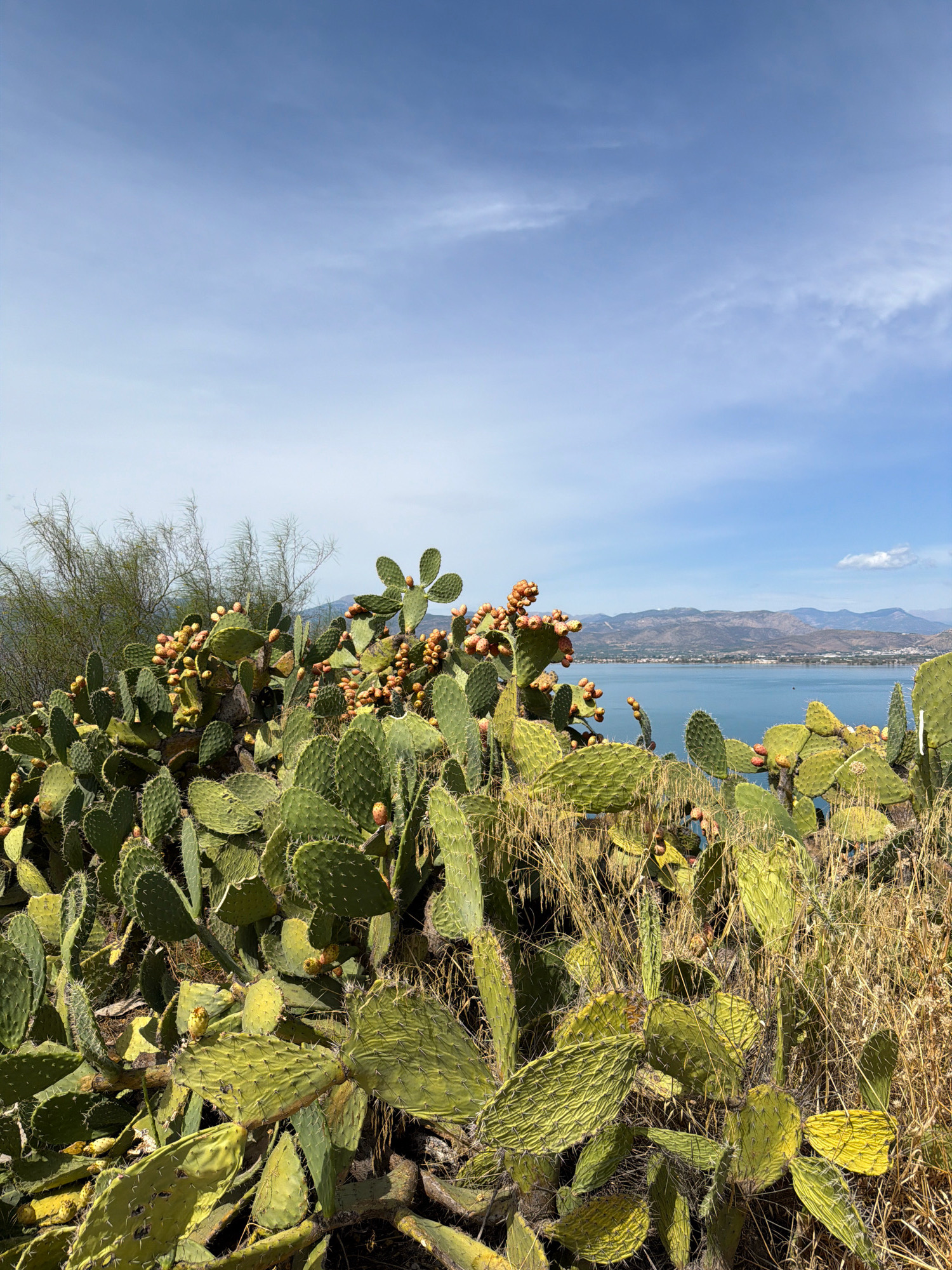 A wide shot captures a dense, prickly pear cactus patch in the foreground, laden with ripe, orange-red fruit. Beyond the cacti, a calm, blue body of water stretches to a distant shoreline lined with rolling hills and mountains under a partly cloudy sky. The scene appears to be a natural, outdoor environment, likely a hillside overlooking the water. The composition suggests a warm, sunny day. The location is identified as the Municipal Unit of Nafplio, Greece.