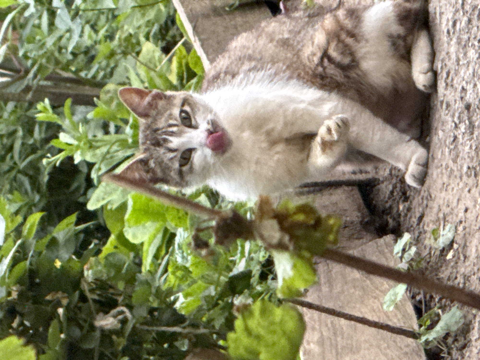 A brown and white cat is sitting on the ground outdoors, with green foliage in the background and some stone elements in the foreground. The cat is looking towards the viewer with its tongue sticking out slightly. The scene appears to be in a garden or a natural outdoor setting. There is no information in the image to indicate the location in the city of Kyustendil, Bulgaria.