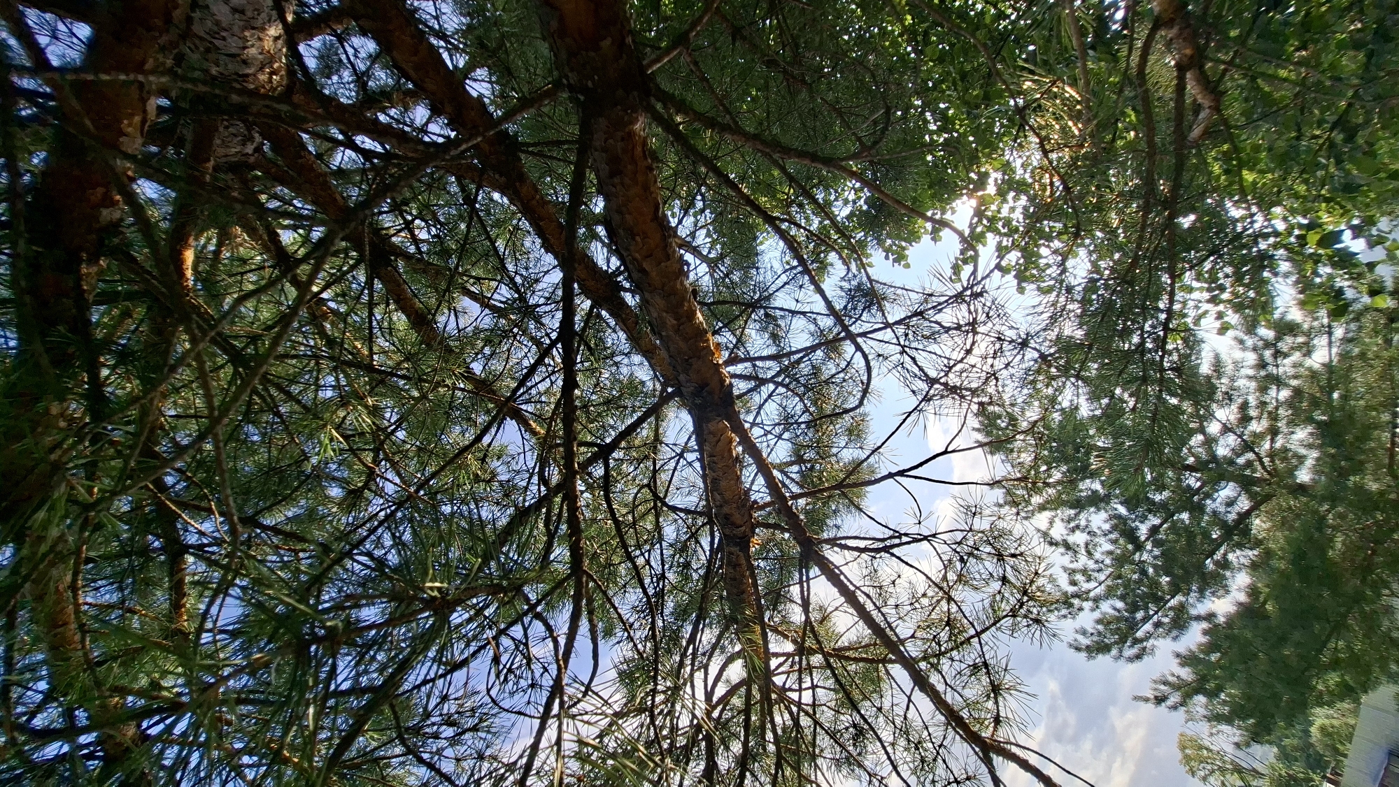 The image is a low-angle, full shot of pine tree branches and needles against a bright blue sky with scattered clouds. The main focus is on the intricate network of dark brown branches and the sharp green needles of the pine tree, with sunlight filtering through them. In the background, there are more pine trees and some lighter green foliage, suggesting a natural or park-like environment. The lower left corner of the image shows a sliver of a white fence. There are no people or animals visible in the frame. The scene appears to be outdoors during the daytime. The location is identified as Bolshoi Bukor, Russia.