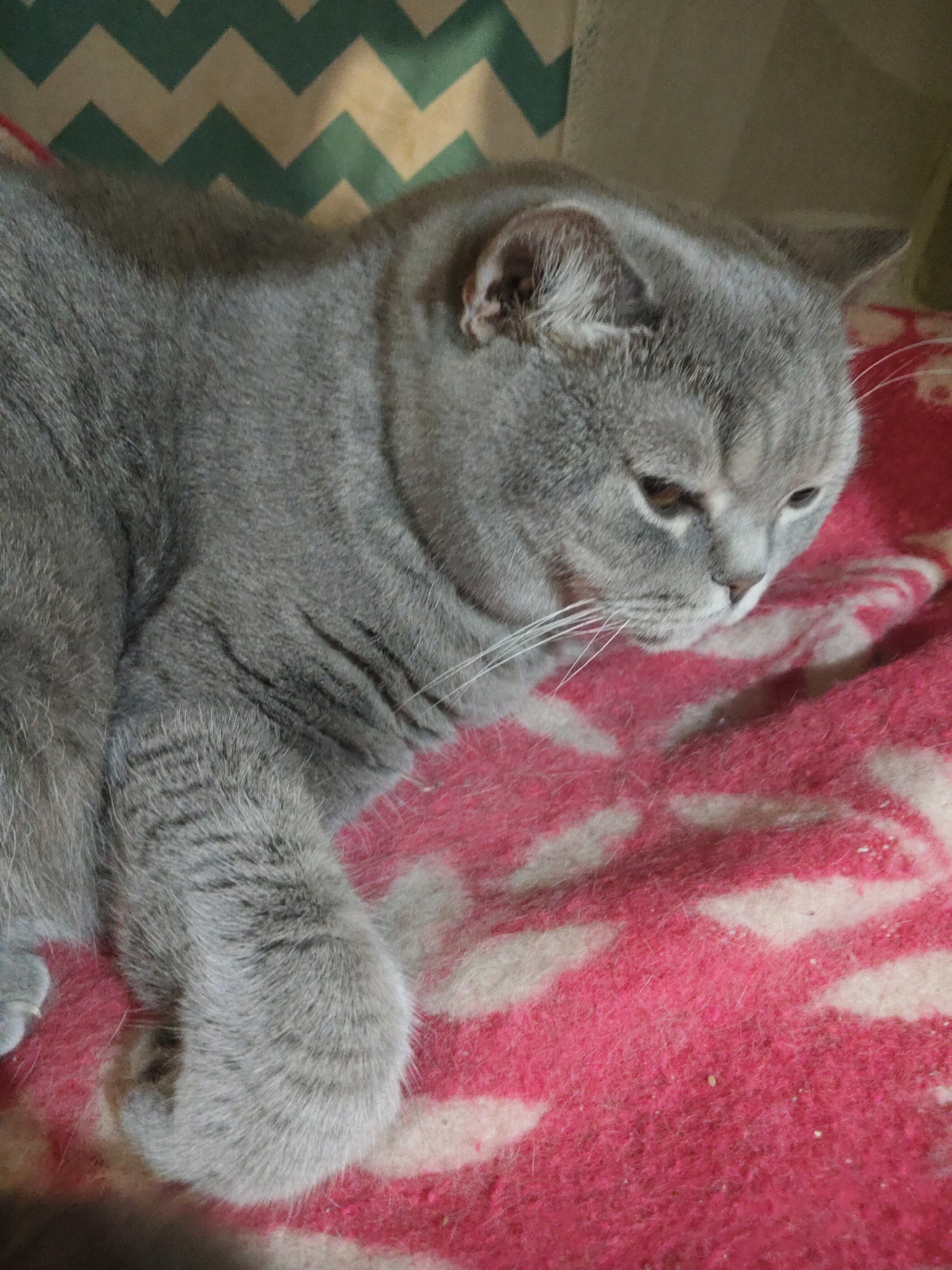 A grey cat, likely a British Shorthair, is captured in a close-up, chest-up view, resting on a bright pink and white patterned blanket. The cat's fur is a uniform slate grey, appearing thick and plush. Its head is turned slightly to the right, and its gaze is directed downwards and to the right, indicating a relaxed or pensive state. The cat's whiskers are prominent and white, fanning out from its muzzle. Its eyes are partially open, revealing dark pupils and irises. One ear is visible, showing the soft, lighter fur within.
The cat's front left paw and a portion of its body are visible, suggesting it is lying down comfortably. The blanket it rests on features an abstract or irregular pattern in white or a very light color against the dominant fuchsia pink background. In the upper left background, behind the cat's head and back, there's another textured surface with a distinct green and cream or light yellow chevron pattern. The lighting appears soft and indirect, consistent with an indoor setting. No specific time of day or outdoor weather conditions are discernible, and no text is visible in the image. The overall impression is one of a calm and cozy moment.