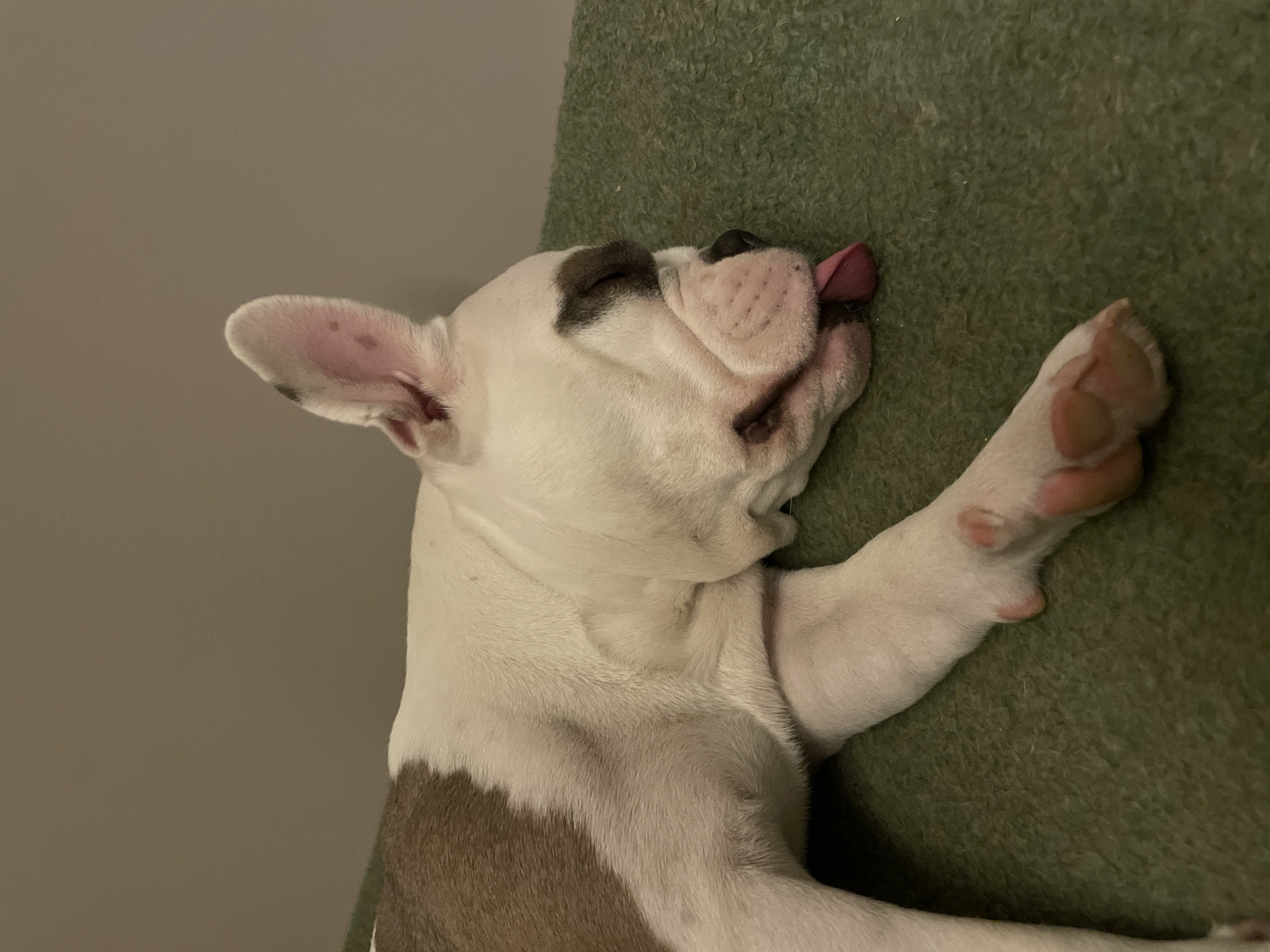 A white and tan French bulldog lies on a textured, green surface. The dog is on its side with its head resting near the top edge of the frame. Its tongue is slightly protruding from its mouth. One paw is extended towards the right side of the frame. The background behind the dog is a plain, gray wall. The location is impossible to determine from this image alone, as it provides no clues about the dog being in the city of Πόρτες, Greece.