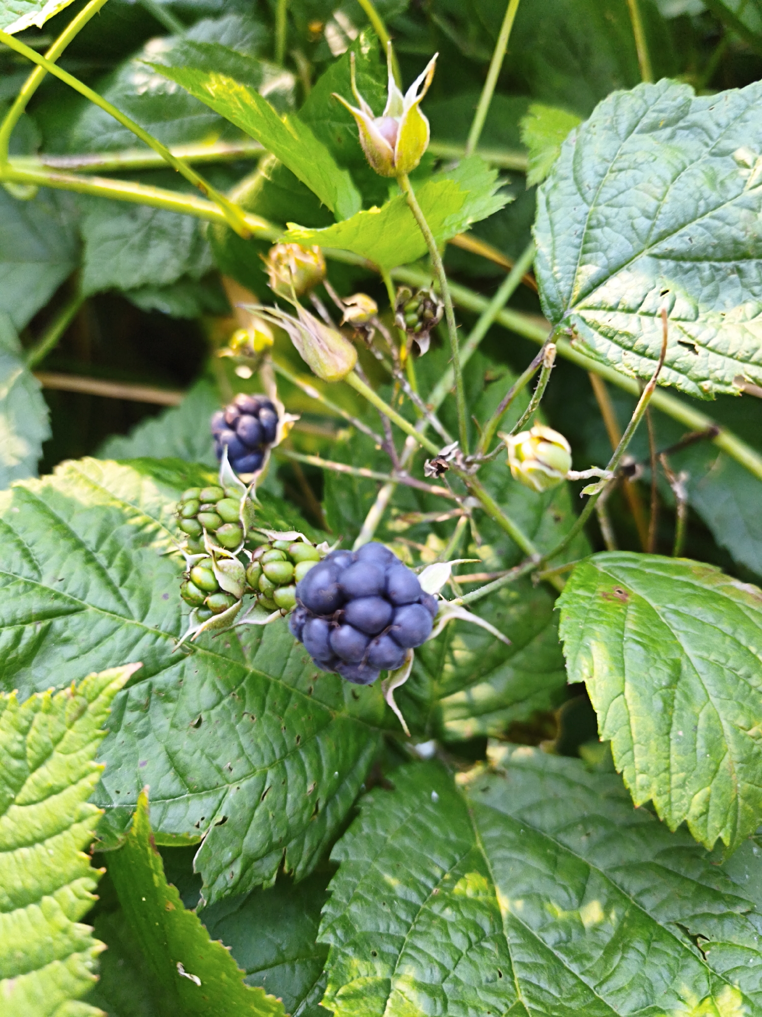 A close-up, eye-level shot shows a blackberry plant with ripe and unripe berries, green leaves, and some unopened buds. The background is a blur of green foliage, suggesting a natural setting. The image does not contain any people or indicate a specific location within the city of Maardu, Estonia. The scene is static and focuses on the details of the plant.