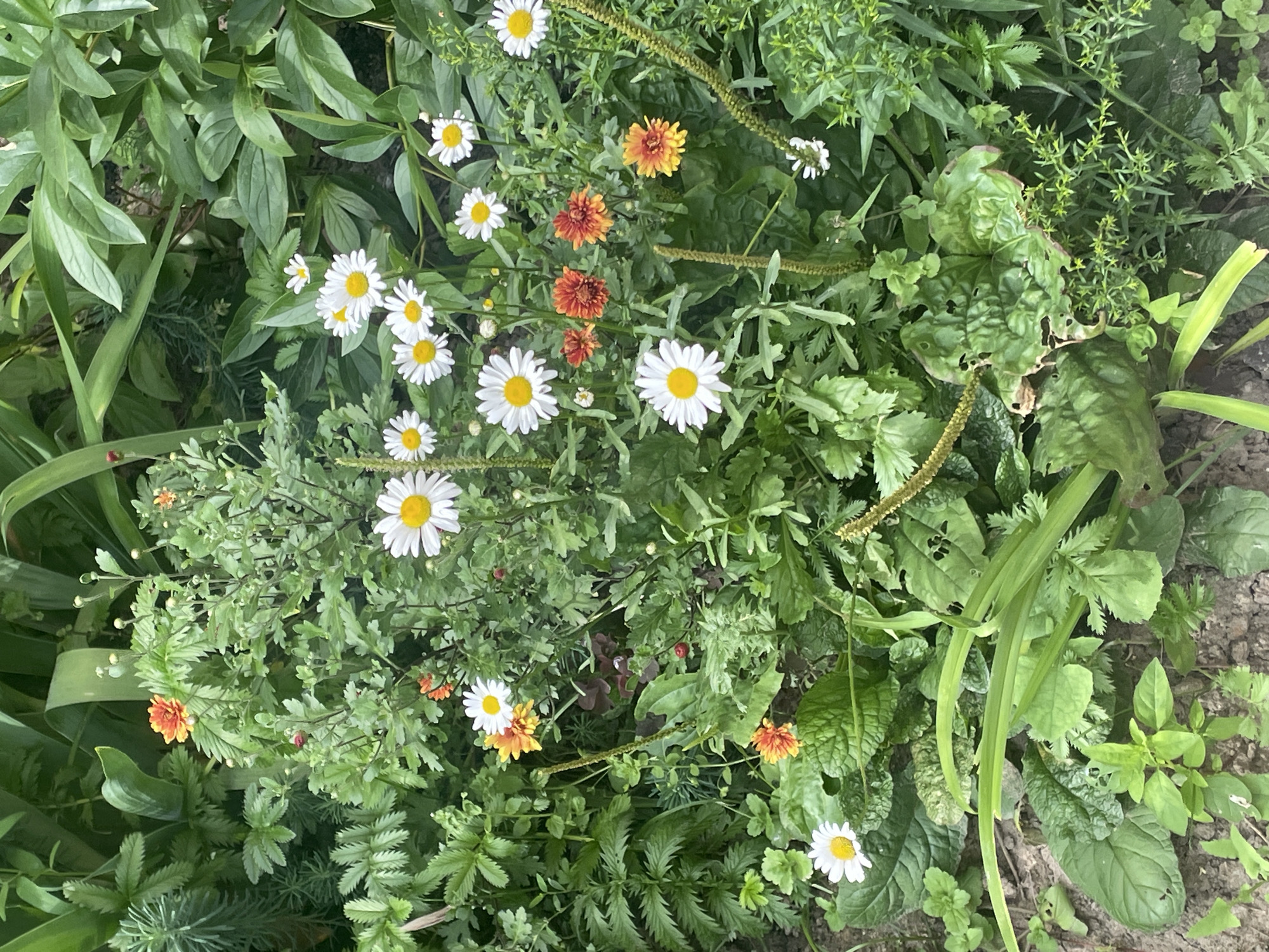The image shows a close-up view of a flower bed with a variety of flowers and foliage. The dominant flowers are white daisies with yellow centers and some orange and yellow chrysanthemum-like flowers. The greenery is lush and varied, with different leaf shapes and textures. There are no people or animals visible in the image. The scene appears to be outdoors, in a garden or park. The soil is visible at the bottom of the image, appearing to be dark and somewhat dry. The lighting suggests it is daytime, with soft natural light illuminating the scene. The overall impression is one of a vibrant and healthy garden. The location is identified as a flower bed in the city of Krasnogorsk, Russia.
