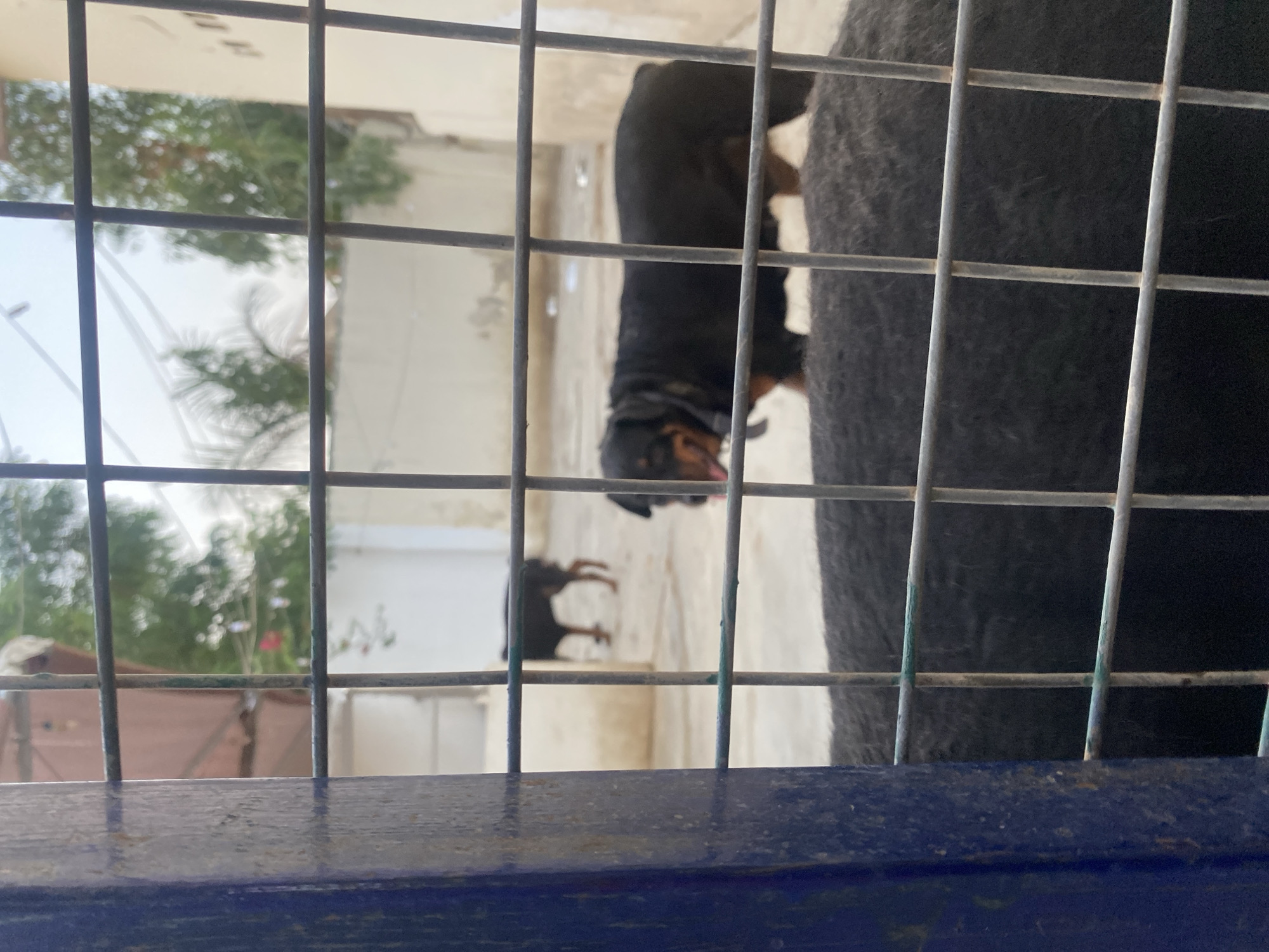 The image shows two Rottweiler dogs behind a metal fence. The dog in the foreground, largely out of focus, is black and tan and appears to be sniffing the ground. A second, smaller Rottweiler is visible in the background, also out of focus, with its tail raised. The scene appears to be an outdoor enclosure, possibly a yard or kennel, with a light-colored wall in the background and some greenery and trees visible beyond. The lighting suggests it is daytime. The overall impression is of a domestic setting in Giginyu, Nigeria.
