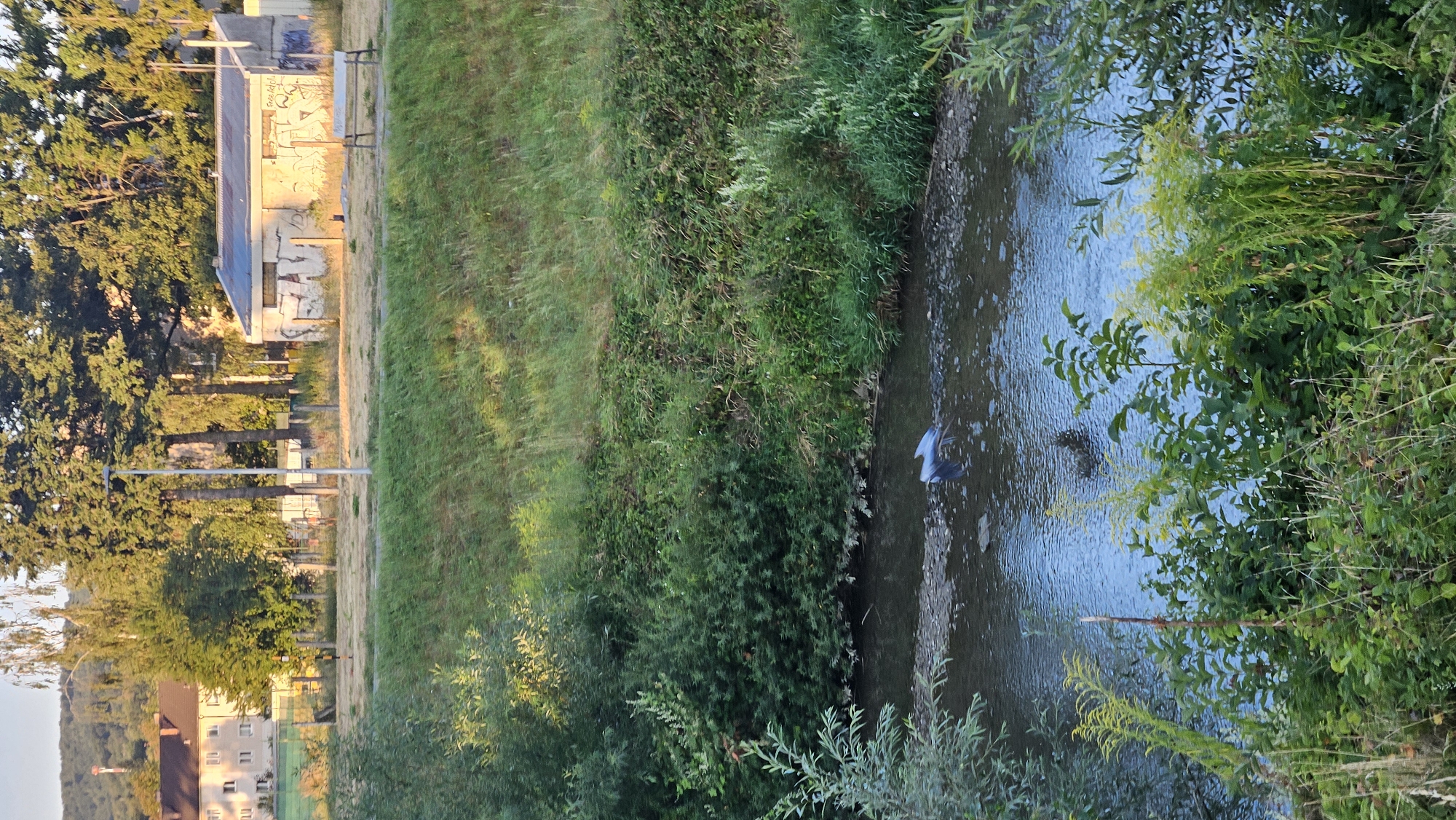 The image depicts a shallow, rocky stream flowing through a green, vegetated area. In the upper background, buildings and trees are visible, bathed in the golden light of what appears to be late afternoon or early evening. A small, concrete building with graffiti covers its walls and a corrugated metal roof stands out against the natural backdrop. A park bench is placed in front of this building. The stream itself is clear, with rocks visible beneath the surface. In the middle of the stream, a bird with grey and white plumage is captured in mid-flight, its wings outstretched. Another dark shape, possibly a second bird or a shadow, is present in the water near the flying bird. The foreground is dominated by lush green foliage, including various plants and bushes lining the banks of the stream. The overall scene suggests a natural area within or on the outskirts of a city. Given the context of Prešov, Slovakia, this could be a scene from one of its many parks or green belts, possibly near the Torysa River or a smaller tributary.