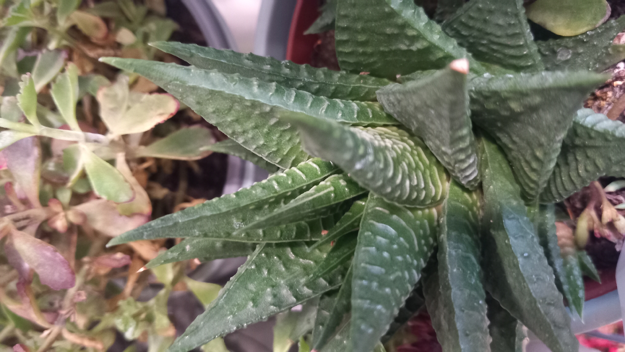 The image shows a close-up view of a succulent plant, likely a Haworthia or Gasteria species, with thick, green, triangular leaves covered in white, raised patterns and small bumps. The leaves are arranged in a rosette formation. There are water droplets visible on some of the leaves. In the background, other plants are visible, some with reddish-purple tinged leaves, suggesting they might be in varying stages of health or light exposure. The plants appear to be indoors or in a sheltered outdoor area, possibly a home garden or balcony. The scene is not specific to Kos, Greece; it is a generic depiction of houseplants.