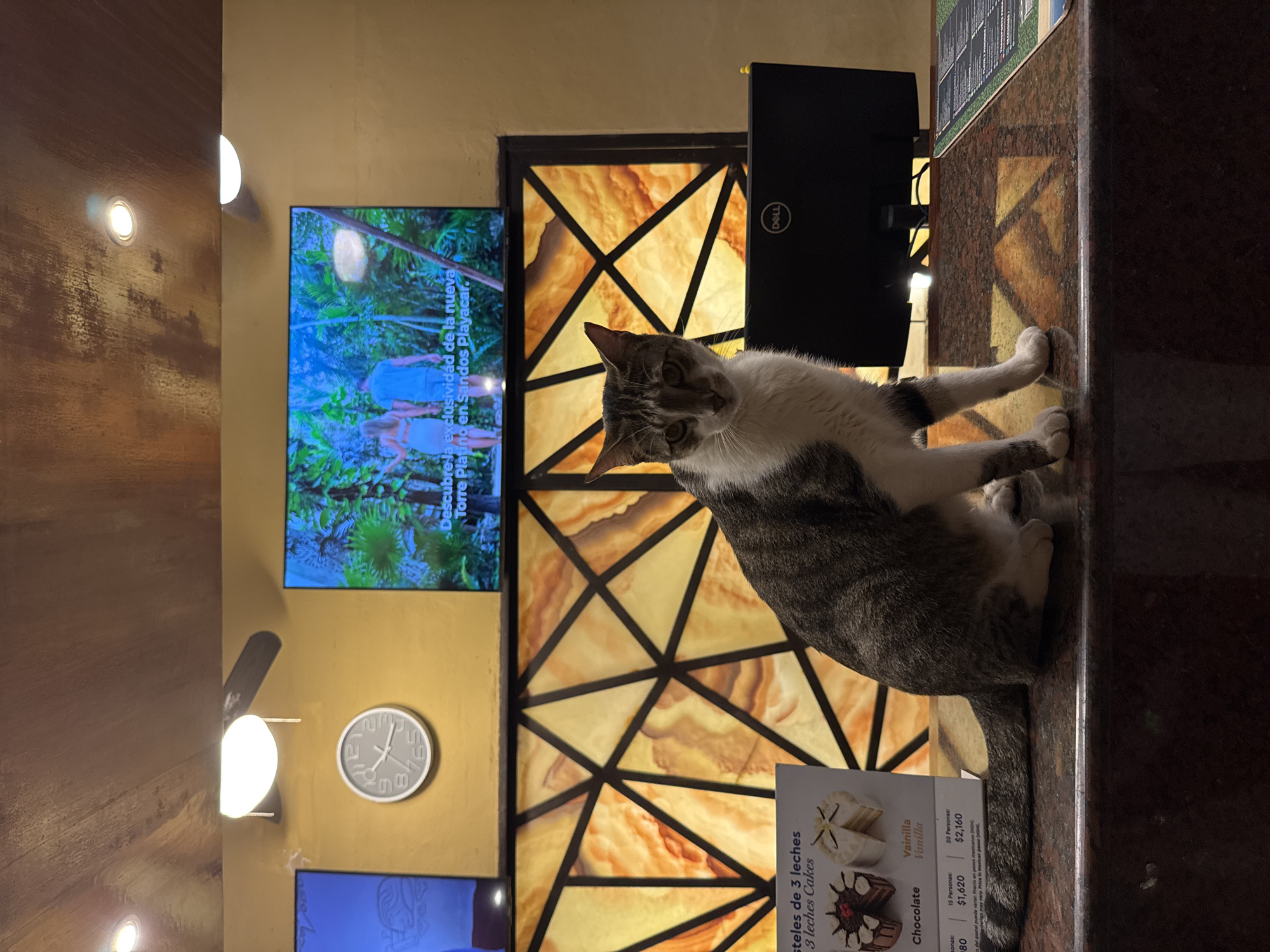 The image shows a domestic short-haired tabby and white cat standing on a dark, polished countertop with its paws near the edge. The cat is looking directly at the camera. Behind the cat is a geometric pattern consisting of light orange shapes with dark brown frames. To the left, there's a television screen showing a tropical landscape, with a tagline that mentions the "Torre Platino en Sandos Playacar," indicating a location in Playa del Carmen, Mexico. Below the TV, a clock is visible on the wall. There is also a display for "Pasteles de 3 leches" with pricing, suggesting this is a store or restaurant. A Dell monitor is located next to the cat.