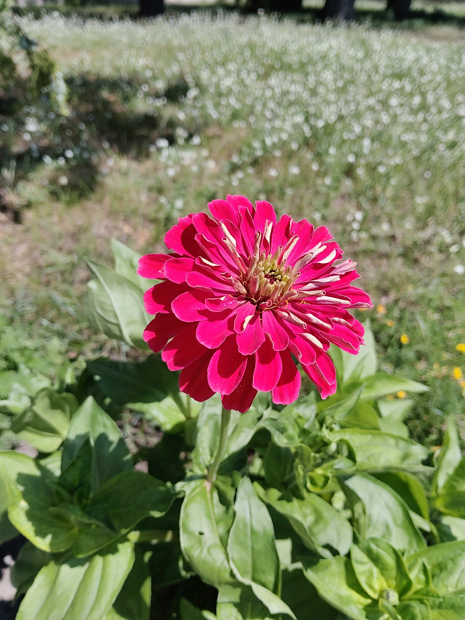 A close-up, eye-level shot captures a vibrant fuchsia zinnia flower in full bloom, its petals layered and edged with a lighter pink or white hue. The flower's center is a complex arrangement of stamens and pistils. Lush green leaves surround the base of the flower, some catching sunlight and casting shadows. In the background, a blurred expanse of green grass is dotted with numerous small white flowers, suggesting a park or garden setting. A hint of trees is visible in the far distance, also out of focus. The scene appears to be outdoors on a sunny day. Based on the visual characteristics, this scene could be from a park or botanical garden in Kharkiv, Ukraine, a city known for its green spaces and floral displays.