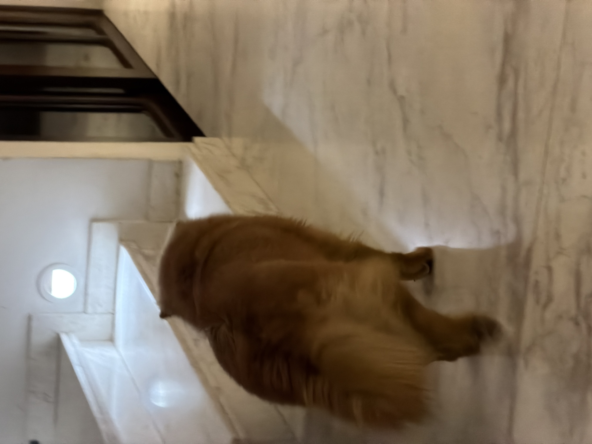 The image displays an indoor scene within a residential property in Puebla, Mexico. A medium-to-large golden-brown dog is observed from a rear perspective, positioned in the lower-left to central portion of the frame, actively walking away from the camera. The animal exhibits motion blur, consistent with movement. The flooring throughout the visible area consists of light-colored, polished marble or stone with subtle veining, reflecting ambient light. To the left, a white marble staircase with visible risers and treads ascends towards the upper left. A circular, white-glowing recessed light fixture is mounted on the white wall adjacent to the staircase. To the right of the scene, a dark brown wooden structure, possibly a door frame or paneling, is partially visible, extending vertically. The environment appears well-lit and features clean, modern architectural elements.