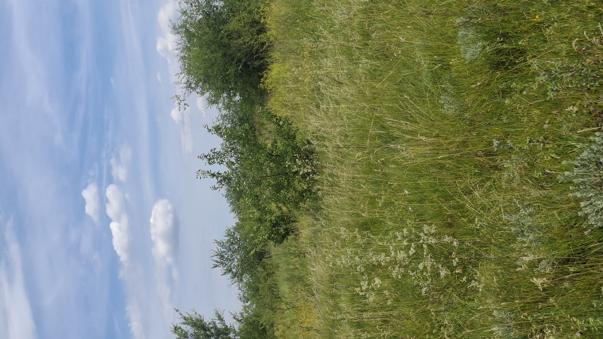 A vertical, eye-level, full shot captures a view of a grassy field with scattered trees under a blue sky with scattered white clouds. The foreground is filled with tall, green grass and some smaller plants with white flowers. In the mid-ground, several green trees and bushes are visible, with some yellow wildflowers interspersed. The background shows more trees and the sky above. The scene appears to be a natural, uncultivated area.