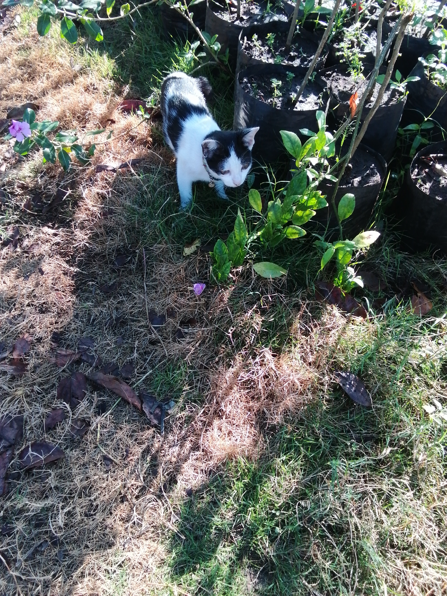 A black and white cat with a collar is standing on dry grass and green grass in front of several potted plants. The cat is looking to the right. There is a purple flower to the left of the cat and another small purple flower in the grass in front of the potted plants. The background shows several black plastic bags filled with soil and small plants. The scene is outdoors, and the lighting suggests it is daytime.
