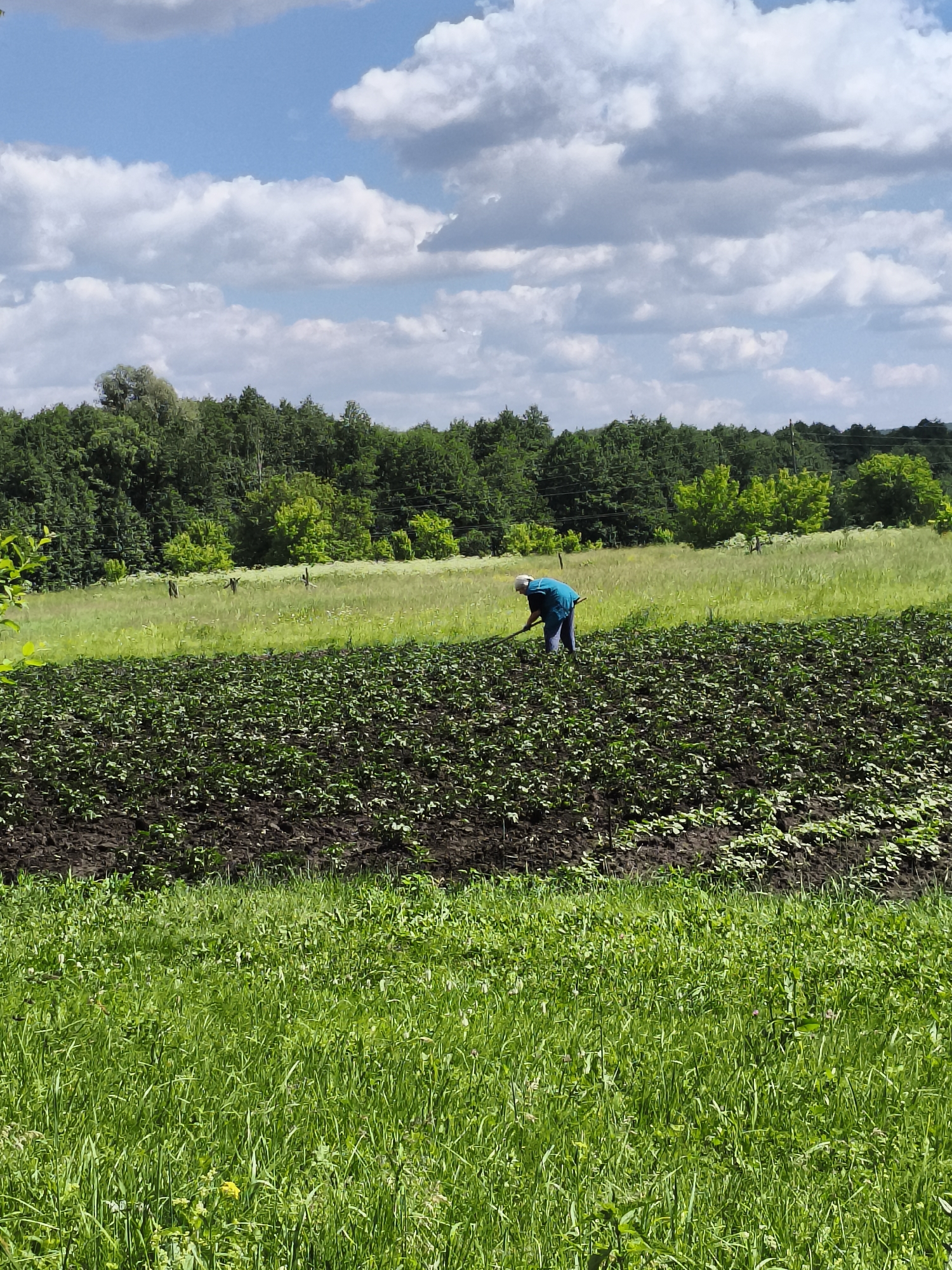 A person wearing a blue shirt and dark pants is seen working in a field of young plants, possibly vegetables, in Ильмино, Russia. The person is bent over, facing away from the camera, and appears to be tending to the plants with a tool. The field is on a slight incline, with dark soil and rows of green seedlings. Beyond the field, there is a strip of green grass and a line of trees forming the horizon. Above, a blue sky with scattered white clouds completes the scene. The overall impression is one of agricultural work in a rural setting.