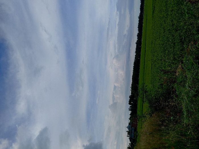 The scene depicts a rural landscape in Mns Alue, Indonesia, under a sky with extensive grey and white cloud cover and visible patches of light blue. In the immediate foreground on the left, uncultivated vegetation comprising tall dry grasses and dark green shrubbery is present. The midground features vast, vibrant green agricultural fields, consistent with rice paddies, extending horizontally and receding into the distance. In the far left background, a building complex includes a structure identifiable as a mosque, distinguished by a light blue dome and a minaret, partially obscured by surrounding foliage and other structures. A dense, dark green treeline forms a horizontal band across the distant background, bordering the agricultural fields. No human subjects, specific actions, or interactions are depicted.