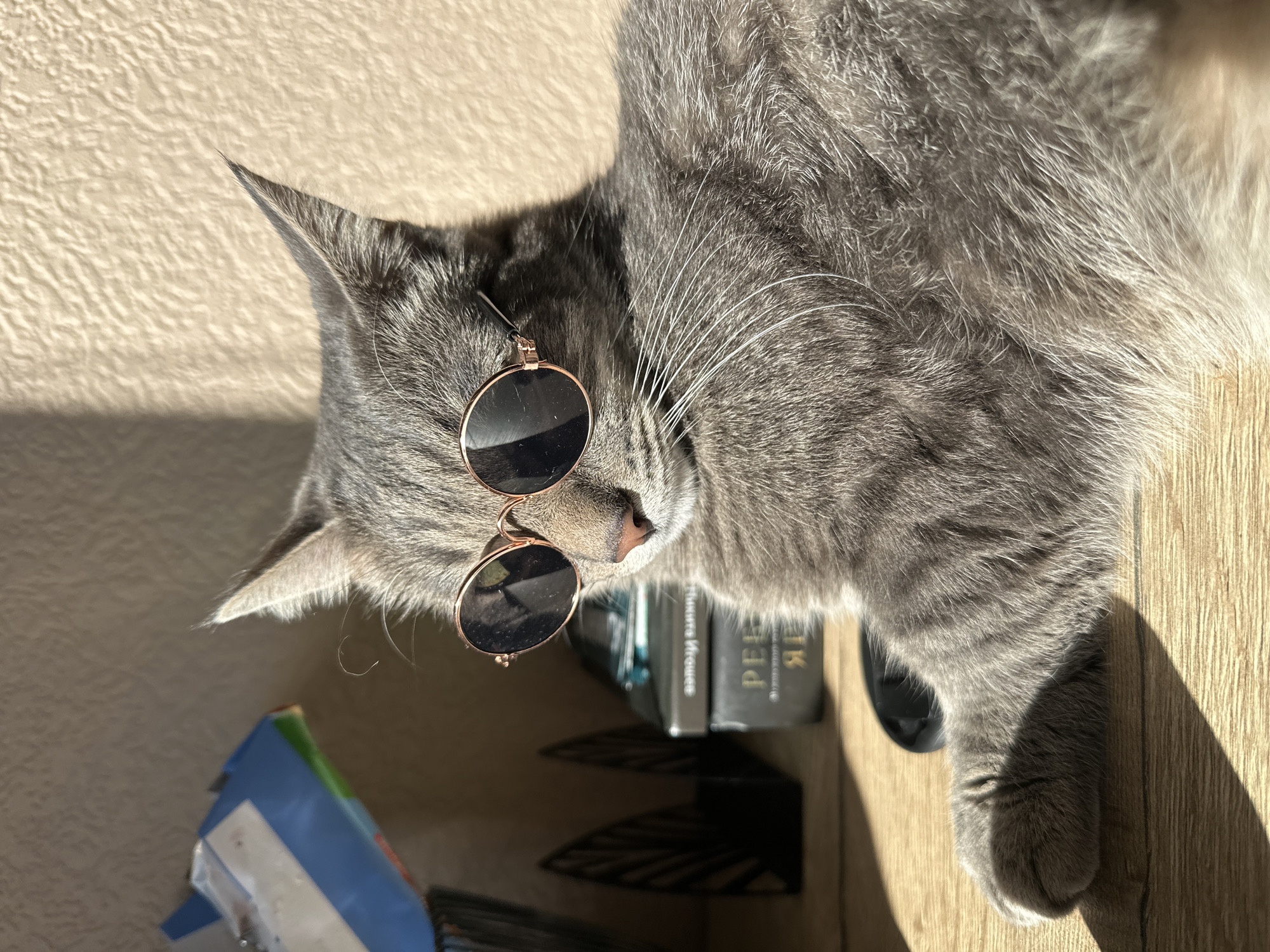 A gray cat with sunglasses is lying on a wooden surface. The cat is positioned on its side, with its head near the edge of the surface. Part of a book with Russian lettering is visible under the cat's head. The scene is brightly lit, with strong shadows cast by the cat and the objects around it. The location in the city of Krasnoyarsk, Russia is not discernable from the visual information given.