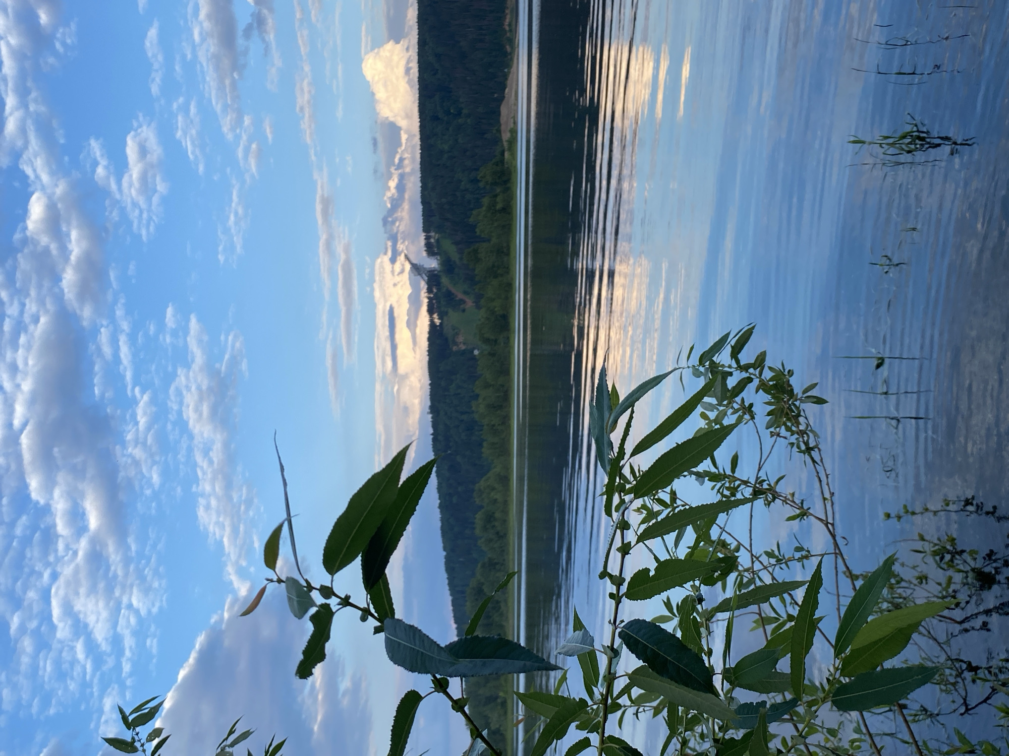 This media file depicts a serene natural scene at dusk, likely in Noviy, Russia. The image is oriented vertically, with the sky occupying the left portion and the water on the right. The sky is a vibrant blue, scattered with fluffy white clouds that are catching the warm hues of the setting sun. These clouds are reflected in the calm, rippling surface of a body of water, creating a mirror image of the sky and a distant treeline.
The treeline on the horizon consists of dense, dark green forests that give way to a lighter-colored hillside, possibly a mountain or a large embankment. There are hints of human activity in the form of what appears to be a structure or scar on the hillside, possibly a road or a cleared area, illuminated by the fading sunlight.
In the foreground, on the right side of the image, are the leaves and branches of a plant, likely a tree or shrub, hanging over the water. The leaves are a healthy green, with some showing hints of autumnal color. The water itself is a deep blue, reflecting the sky and the distant landscape with striking clarity, broken only by gentle waves. The overall mood of the image is peaceful and tranquil, evoking a sense of quiet contemplation of nature's beauty during the golden hour. There is no visible text in the image.