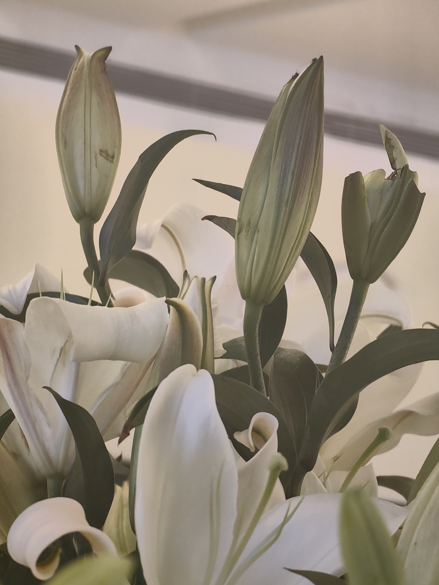 This is a close-up, overhead shot of several white lily buds and some open white lilies, with dark green leaves. The background is a blurred, light-colored wall with horizontal lines. There are no people visible. The image appears to be a still life of a floral arrangement. There is no indication of any specific location in Mumbai, India, or any other city.