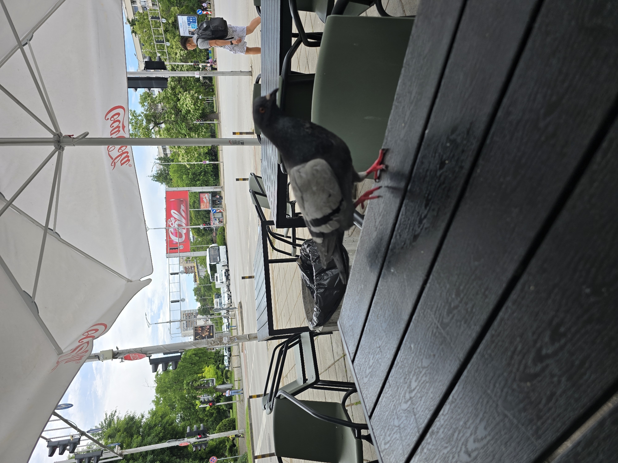 A close-up, rotated outdoor shot captures a pigeon perched on a dark wooden table in the foreground, looking upward with its beak slightly open. The pigeon is predominantly dark grey with lighter grey and white markings on its wings and belly, and has bright red feet. The table surface shows some wetness or marks. Behind the pigeon, more dark tables and green chairs are visible, along with a black plastic trash bag on the ground.
To the left, a large white patio umbrella with a red "Coca-Cola" logo (reversed due to being seen from underneath) provides shade. Beyond the seating area, a bustling street scene unfolds. Several pedestrians are visible on the sidewalk, including a man with a black backpack and patterned shorts walking away from the viewer. The street features multiple traffic lights, street signs (including a blue directional sign and a red stop sign), poles, and a variety of vehicles like cars and a white bus. Lush green trees line the street, and various buildings are visible in the distance under a partly cloudy sky. A large red billboard with a white "Coca-Cola" logo is prominently displayed on the left side of the street. The scene depicts a lively urban environment, likely a cafe or restaurant situated next to a busy thoroughfare during the daytime.