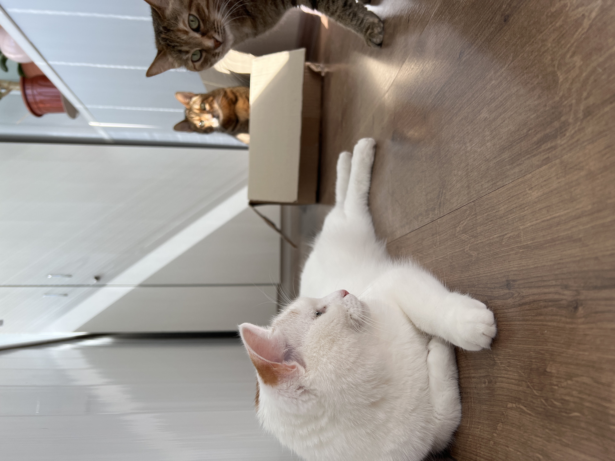 In a domestic indoor environment, a white cat with orange markings on its ears is lying down on a wooden floor. To the right, a tabby cat stands, looking towards the camera. In the background, another tabby cat is sitting inside a cardboard box. The room appears to be a kitchen or living area, with white cabinets visible on the right side of the frame and a window casting shadows on the left. The image does not contain information about the city of Salavat, Russia.
