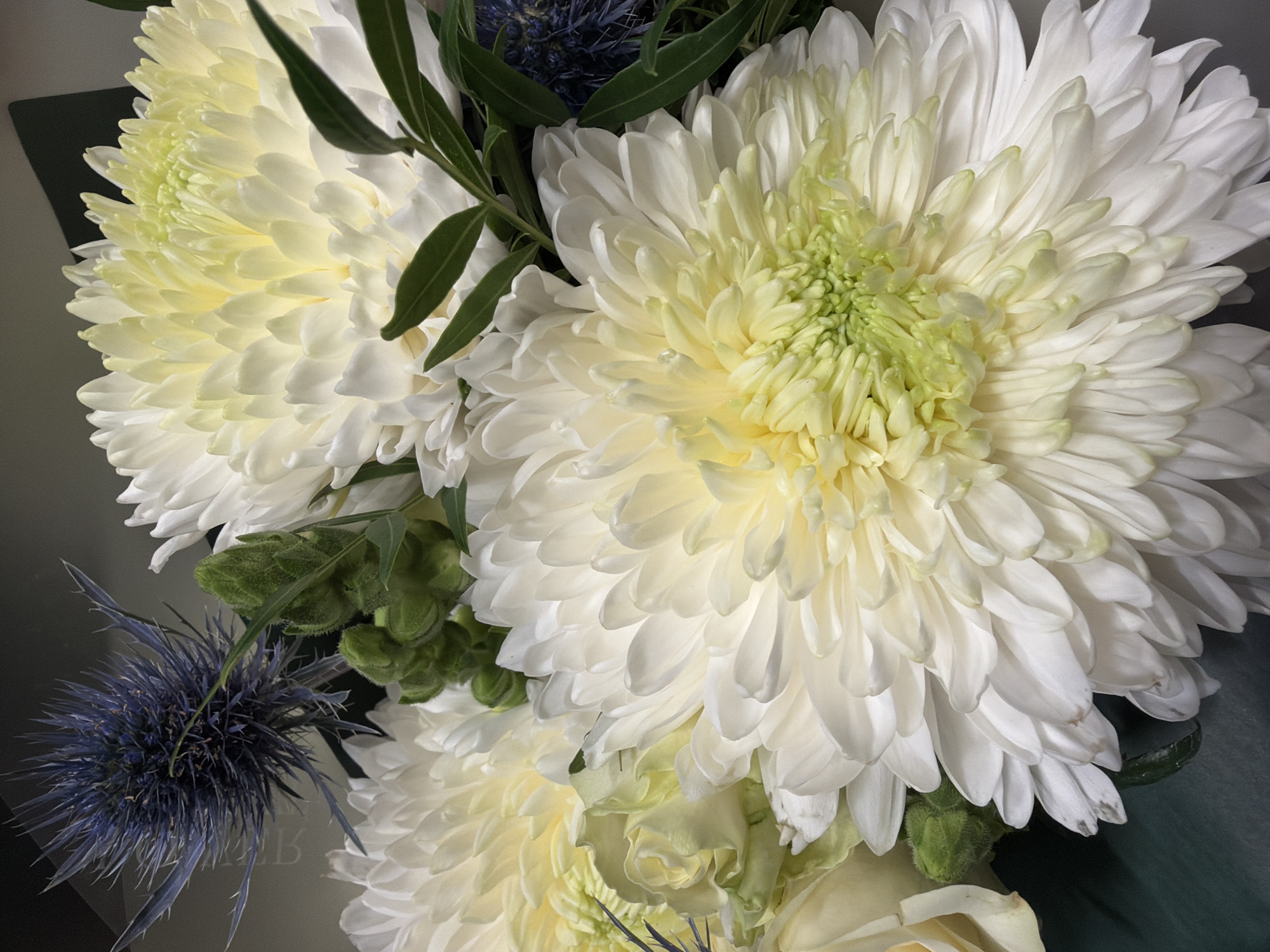 The image is a close-up of a floral arrangement featuring white chrysanthemums as the dominant flowers. The chrysanthemums have dense, multi-layered petals, with some exhibiting a green center. There is a thistle-like flower with spiky, blue petals near the bottom left. Green leaves and buds are interspersed throughout the arrangement. The background appears to be a dark green or grey. The overall impression is one of a carefully arranged bouquet.
There is no indication in the image regarding a specific location.