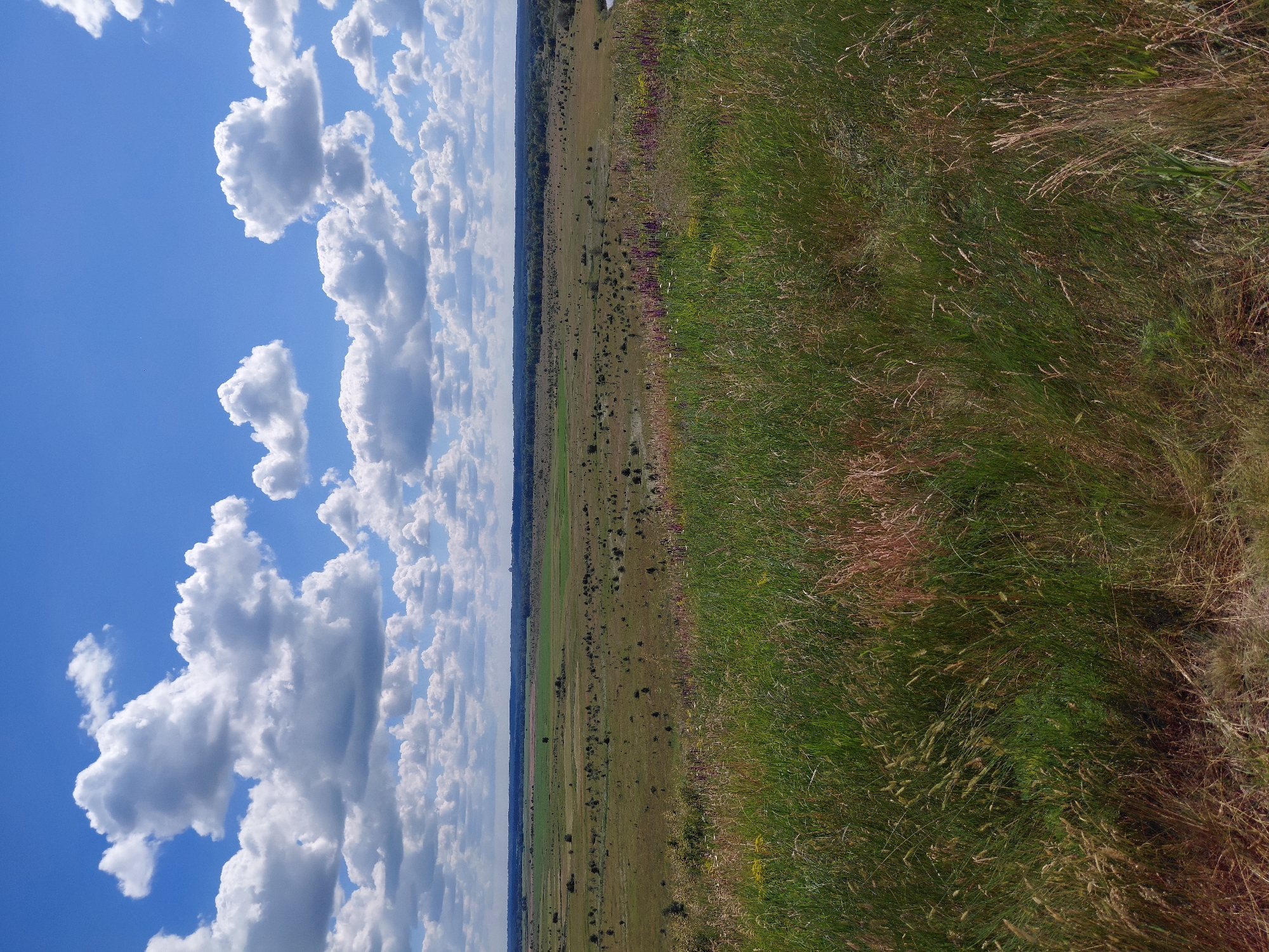 An outdoor, eye-level, wide-angle shot captures a scenic view of a rolling, grassy landscape under a bright blue sky dotted with white, puffy clouds. In the foreground, lush green grass, with some dried stalks interspersed, creates a textured foreground. The middle ground features a vast, open field with various shades of green and brown vegetation, interspersed with patches of darker shrubs and scattered trees. A distant tree line forms the horizon, beyond which a hazy, flat landscape is visible. The overall impression is one of natural beauty and tranquility in a rural setting, possibly on the outskirts of Ustyvytsia, Ukraine, given its characteristic terrain. There are no people or man-made structures immediately apparent in the scene.