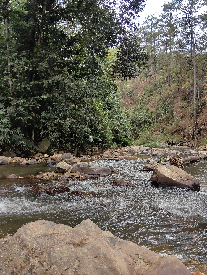 A rocky river flows rapidly through a dense forest. Large, textured rocks dot the water, causing small rapids and white water. The riverbank is overgrown with lush green vegetation and trees. A forested hillside rises in the background with tall pine trees. The scene conveys a sense of natural beauty and wildness. The foreground rock in the lower center adds depth and scale to the composition.