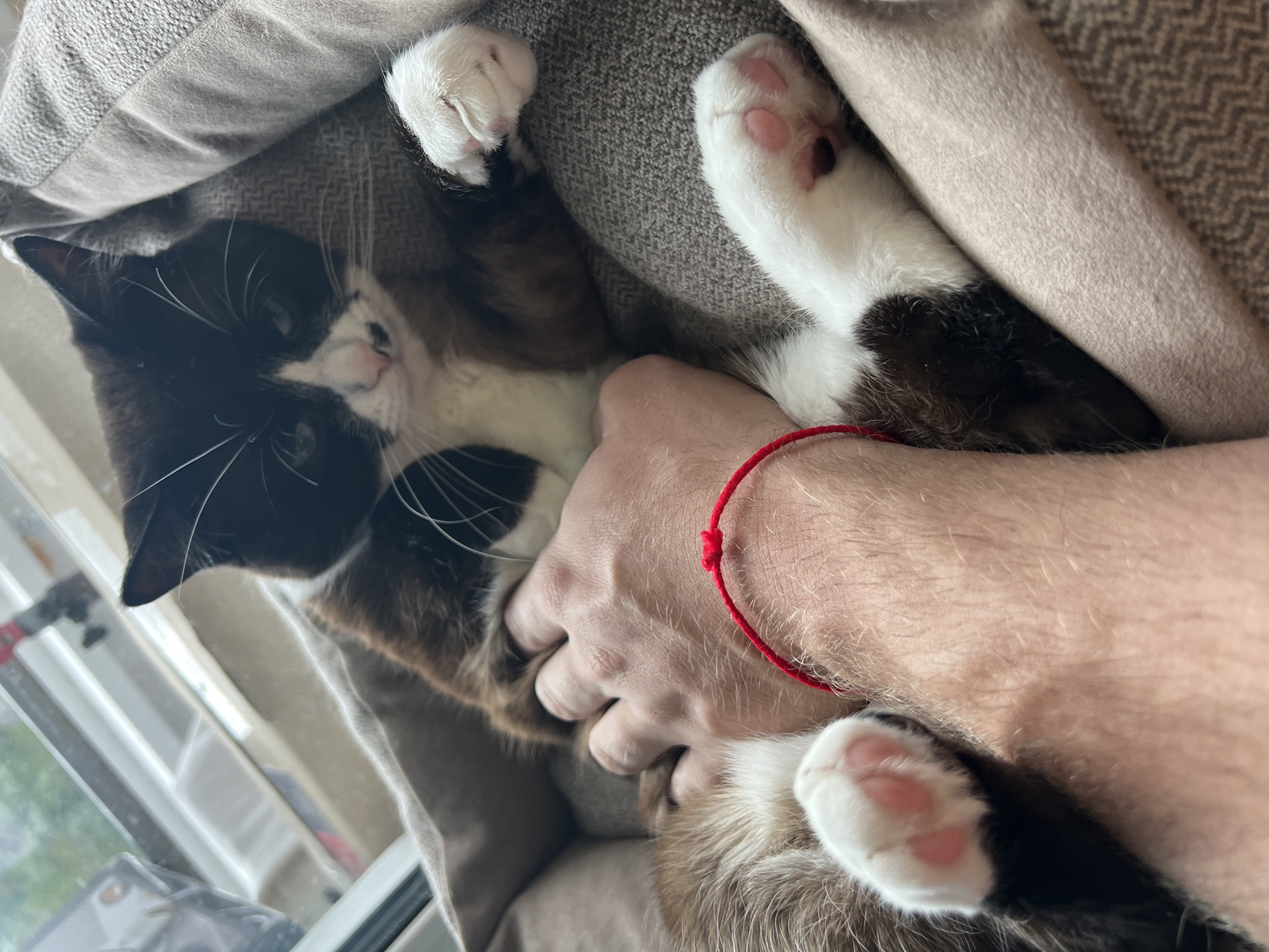 A close-up, high-angle shot shows a black and white cat lying on its back in a soft, brown cat bed. The cat's face is visible, with black fur covering its head and back, white fur on its chest and muzzle, and pink toe beans on its paws. A human hand is petting the cat's belly, and a red string bracelet is tied around the person's wrist. The background is blurred, showing a window with a view of trees and sky. The scene appears to be indoors, in a home environment. The image does not contain any specific indicators of its location within the city of Noviy, Russia.