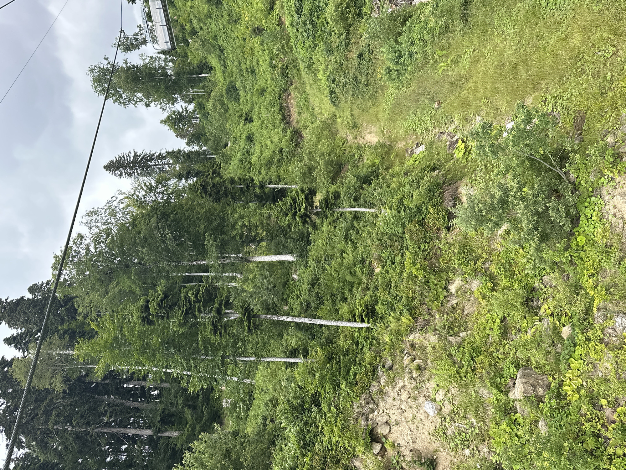 A ski lift ascends a verdant, tree-covered mountain slope in Estosadok, Russia. The ski lift's cable is visible against a cloudy sky. In the mid-ground, a single ski lift chair is suspended from the cable, approaching the viewer. The mountainside is densely populated with various types of trees, including tall, slender deciduous trees with white bark and numerous evergreen conifers. Lush green vegetation, including ferns and smaller bushes, covers the ground and lower slopes. The terrain is steep and uneven, with some exposed rocky patches and a narrow, grassy path winding up the mountainside. The overall scene depicts a natural, mountainous landscape during the summer season.