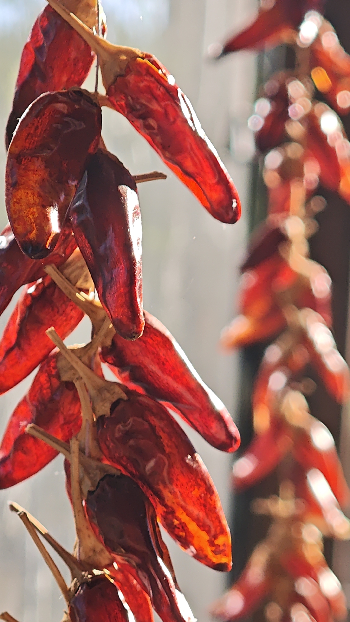 A close-up, vertical shot displays strings of dried red chili peppers hanging in front of a softly blurred background. The peppers are a deep, rich red with some variations in color, appearing shriveled and dried. They are arranged in clusters, threaded together by thin strings or stems. Sunlight catches the surface of the peppers, highlighting their texture and creating bright, specular reflections. The background is out of focus, with circular bokeh effects suggesting a window or a distant light source. The overall impression is one of rustic harvest and preserved flavor. The image is a still life.