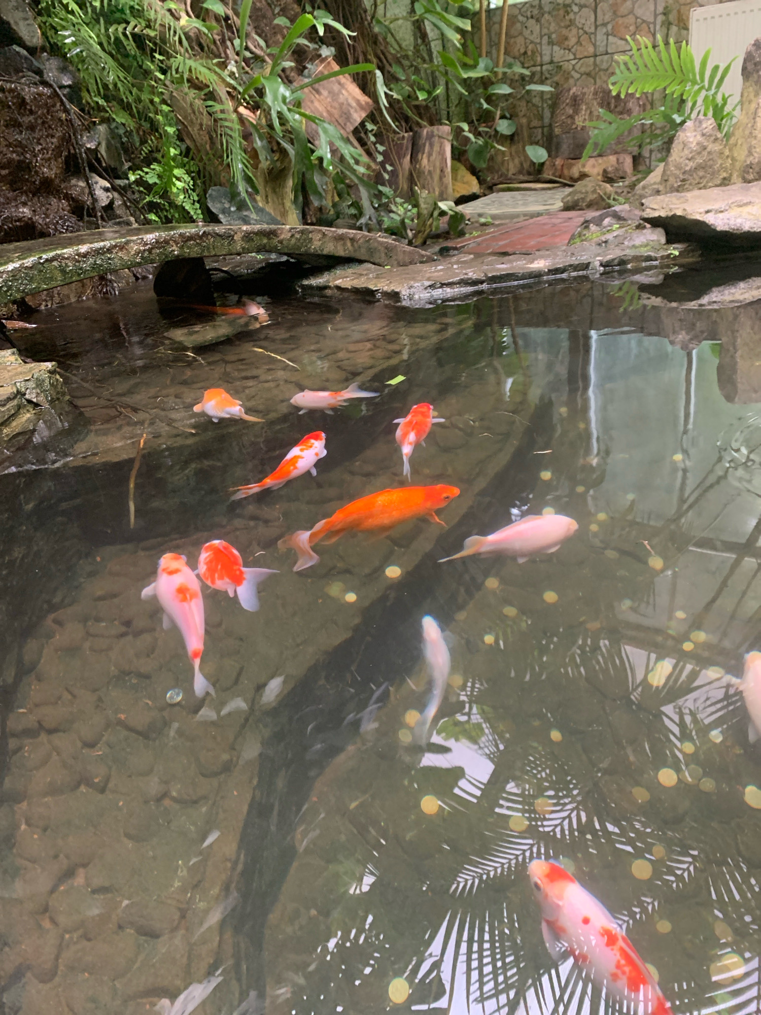 The image depicts a pond with several koi fish swimming. The pond is surrounded by rocks and lush greenery, suggesting a naturalistic setting or a well-maintained garden feature. The water is clear enough to see the bottom of the pond in some areas. Coins are visible scattered at the bottom of the pond, indicating it might be a wishing well or a place where visitors toss coins. The lighting suggests it could be daytime, possibly indoors or under a canopy due to the reflections in the water. The scene does not provide any specific indicators to pinpoint its exact location within the city of Lviv, Ukraine.