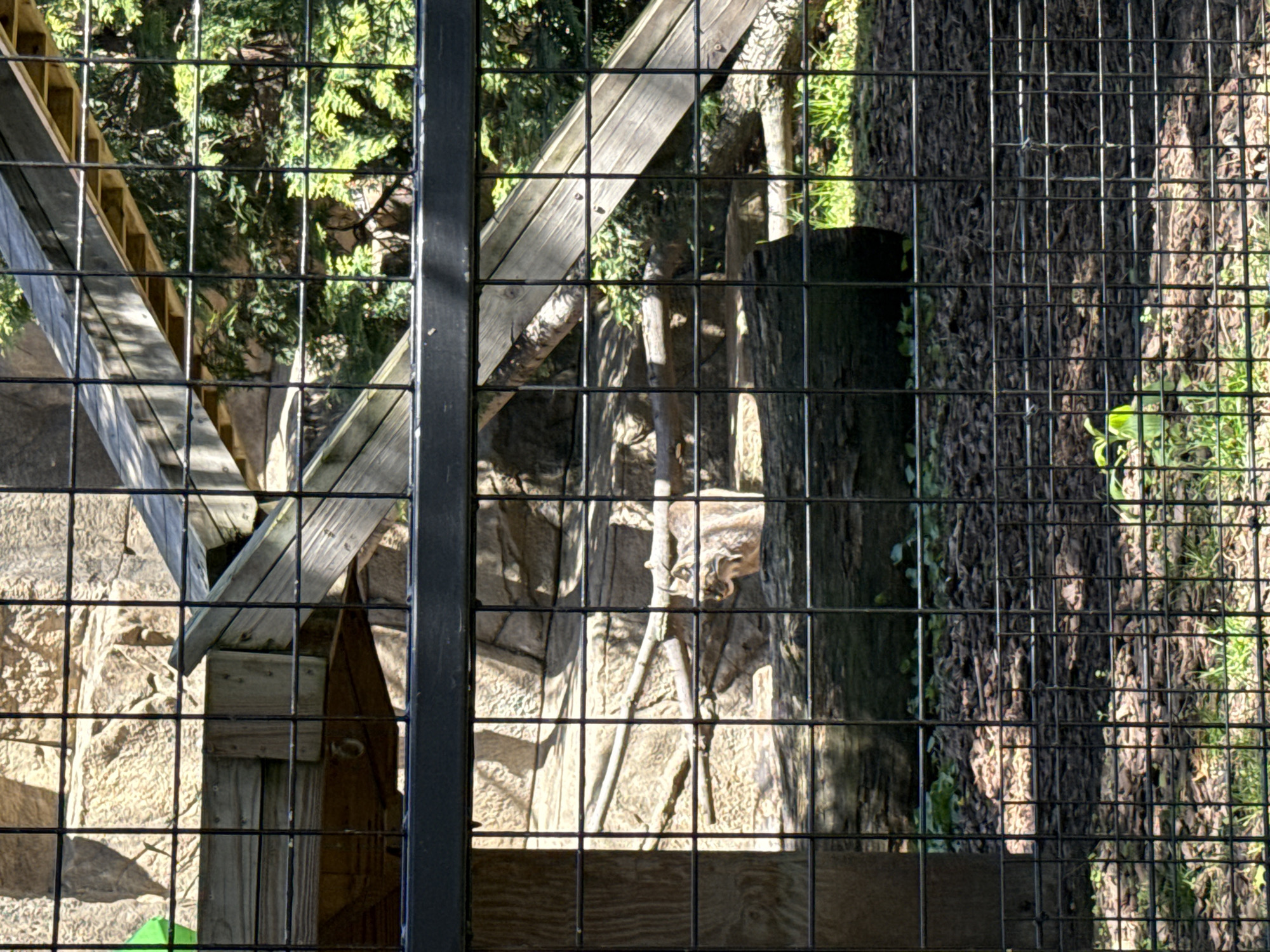 The photograph shows a caged enclosure, possibly at a zoo, with an animal visible within. The enclosure features both natural elements like trees and foliage, and man-made structures constructed of wood, stone and metal. The animal is a bobcat, standing near a structure resembling a climbing post or tree trunk. The foreground exhibits a wire-mesh fence. Due to the presence of the bobcat, it is likely that this image was taken at a zoological park. The location of the image is in the city of Chicago, United States of America.