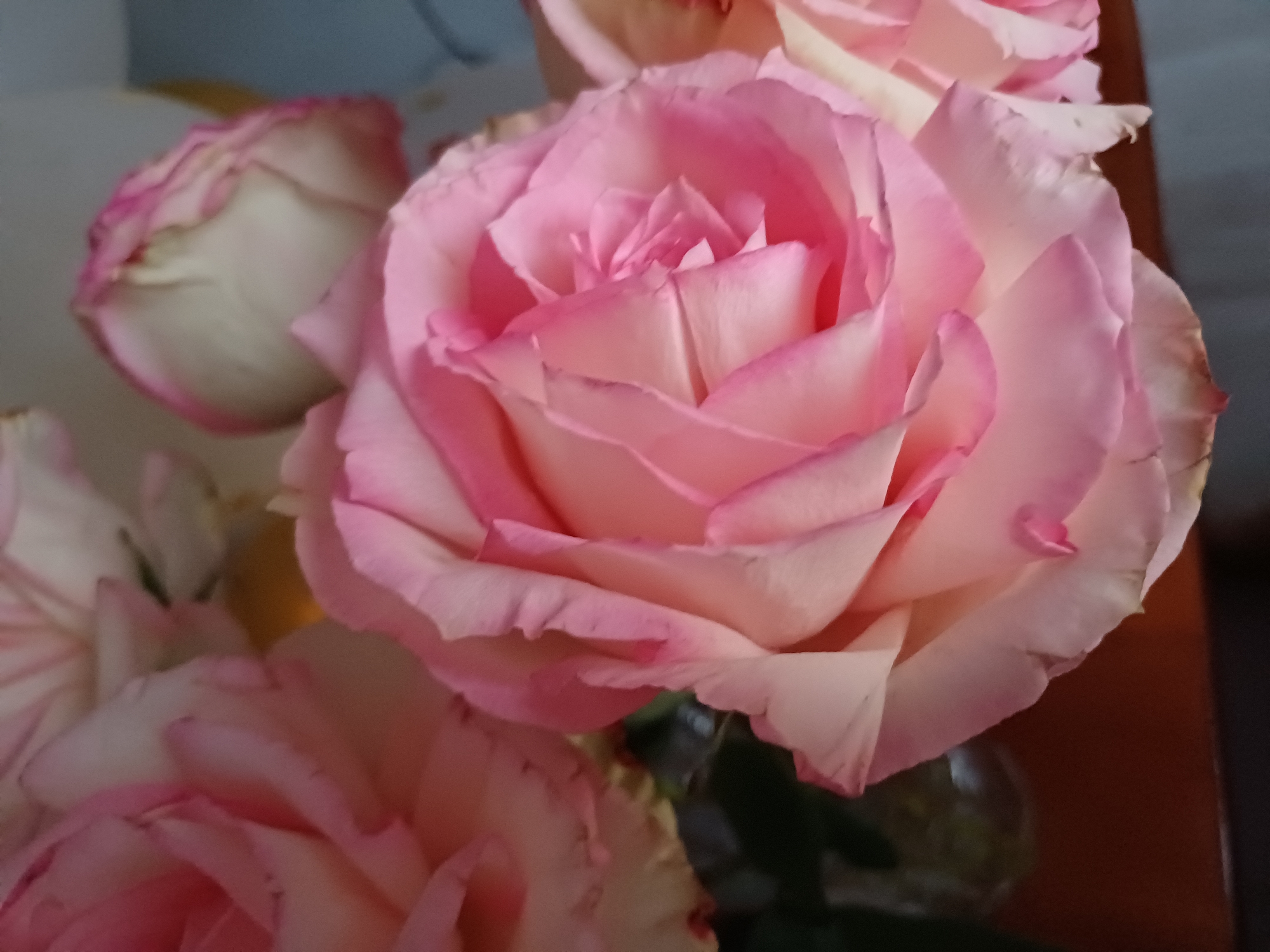 A close-up, eye-level shot captures a bouquet of pink roses. The roses exhibit a gradient of color, transitioning from a pale pink at the base to a deeper, more vibrant pink at the edges of their petals. The petals are delicately layered, creating a sense of depth and softness. Some roses are fully bloomed, revealing their intricate inner structures, while others appear to be in the process of opening. The background is softly blurred, with hints of green foliage and a muted, neutral tone, suggesting an indoor setting. The lighting is soft and diffuse, highlighting the gentle curves and textures of the rose petals. The overall impression is one of natural beauty and tranquility.