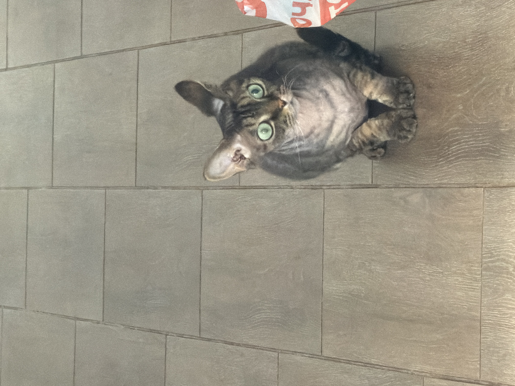 The image features a domestic cat looking directly upward at the camera from a low vantage point. The cat has prominent, bright green eyes and a coat with a mix of dark tabby stripes on its head and limbs, and lighter, somewhat mottled grey fur on its body, particularly noticeable on its chest and belly where the fur appears very short. Its ears are perked, and its front paws are tucked under its body as it sits or crouches.
The cat is situated on an indoor floor composed of rectangular tiles or planks. These floor elements are light grey-beige in color and exhibit a subtle wood-grain texture with visible seam lines. In the upper right corner, a red and white object, possibly a crumpled bag or piece of packaging, is partially visible. The white text "ho" can be seen on the red portion of this object.
The scene is evenly lit, indicating an indoor setting, likely during the day. The cat's expression appears alert and curious. The context provided for the location is Prikamskii, Russia.
