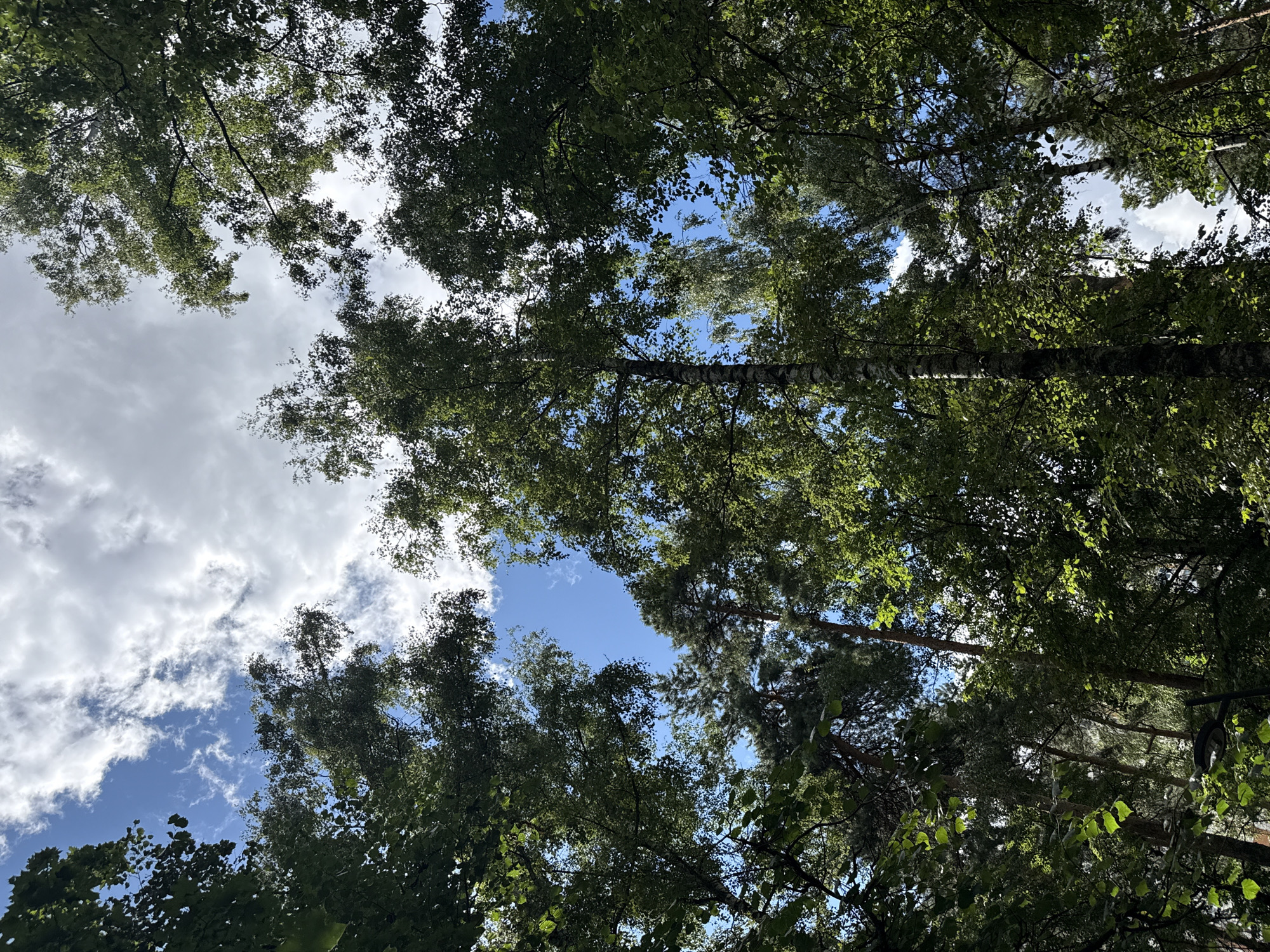 This is a low-angle, outdoor photograph looking up at a forest canopy with a blue sky and white clouds visible through the trees. The trees are dense and leafy, with sunlight filtering through in places. A tall, slender birch tree with characteristic white bark is prominent in the center of the frame. The overall impression is of a lush, natural environment. This scene is located in Lyubertsy, Russia. There are no people or specific actions depicted in the image. The environment is a forest.