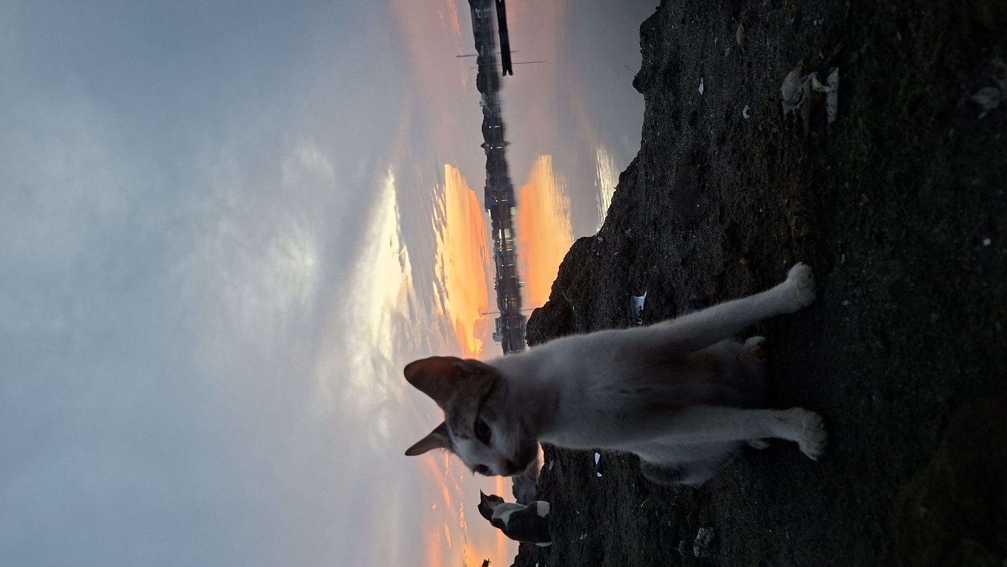 In Lhokseumawe, Indonesia, at dusk, two cats are situated on a dark, rocky shoreline. The foreground features a white cat with brown markings, facing left and looking away from the camera. Its body is partially obscured by the lower edge of the frame. In the background, a second cat, predominantly white with dark patches, is seen sitting further back and facing away from the viewer.
The cats are positioned near the water's edge, where a calm body of water reflects the vibrant colors of the sunset. The sky displays a gradient of hues, transitioning from a pale blue at the top to warm oranges and yellows near the horizon, interspersed with streaks of gray clouds. A low-lying cityscape is visible across the water, with buildings silhouetted against the bright sky. Several small boats are present in the water. The ground where the cats are is uneven and composed of dark soil, with scattered debris.