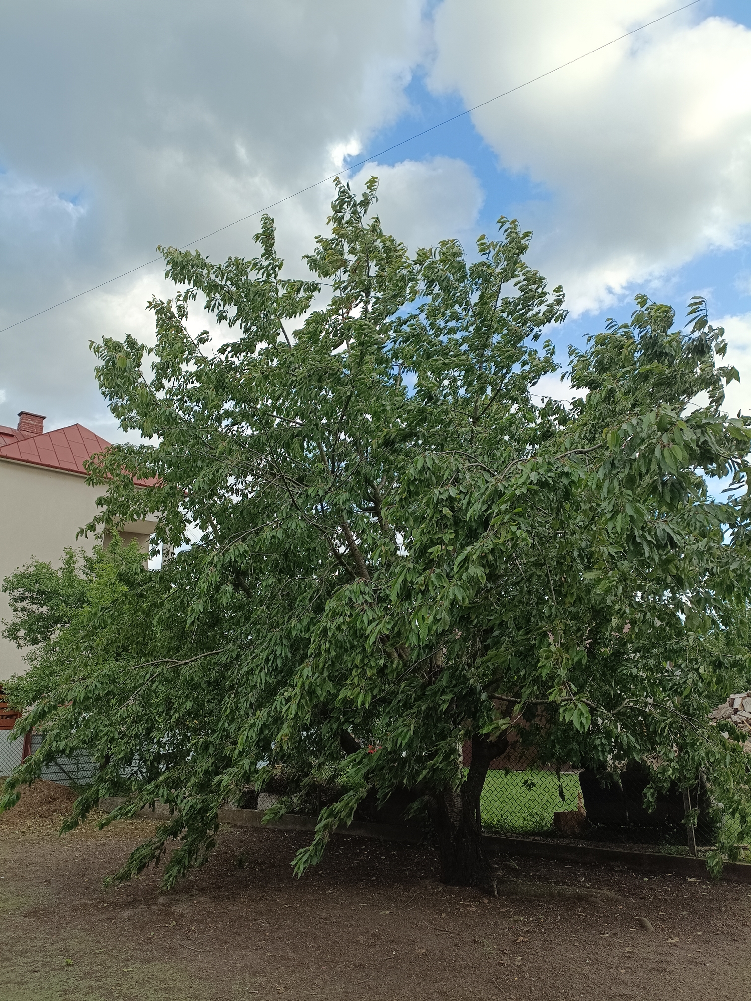 A mature, leafy tree stands in the foreground of a residential yard in Ciechanowiec, Poland. The tree's branches droop towards the ground, laden with green foliage. Behind the tree, a light-colored building with a red-tiled roof is visible to the left. A wire runs diagonally across the upper portion of the frame. The ground is covered in dirt and some dry leaves. A chain-link fence can be seen behind the tree, separating the yard from a grassy area. The sky above is partly cloudy with patches of blue.