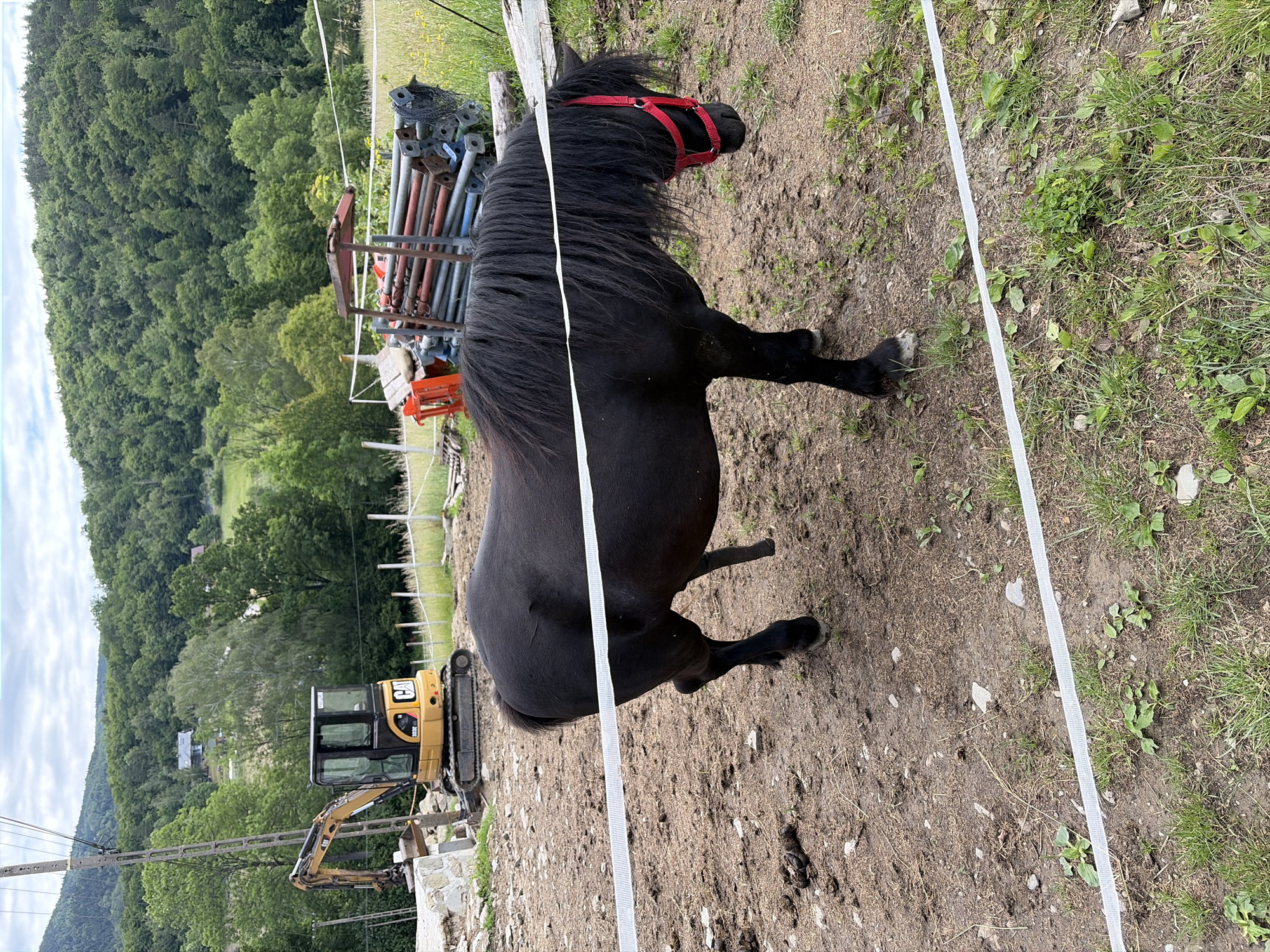 An adult black horse with a red halter stands in a muddy, outdoor pen. The horse faces to the right, with its head lowered and a long, dark mane falling over its face. A white electric fence runs horizontally across the foreground of the image. In the background, there is a yellow excavator, a pile of metal scaffolding, and a heavily wooded hillside with a few scattered buildings. The terrain is uneven and appears to be a construction or agricultural site, consistent with the rural location of Męcina, Poland. The sky is overcast.