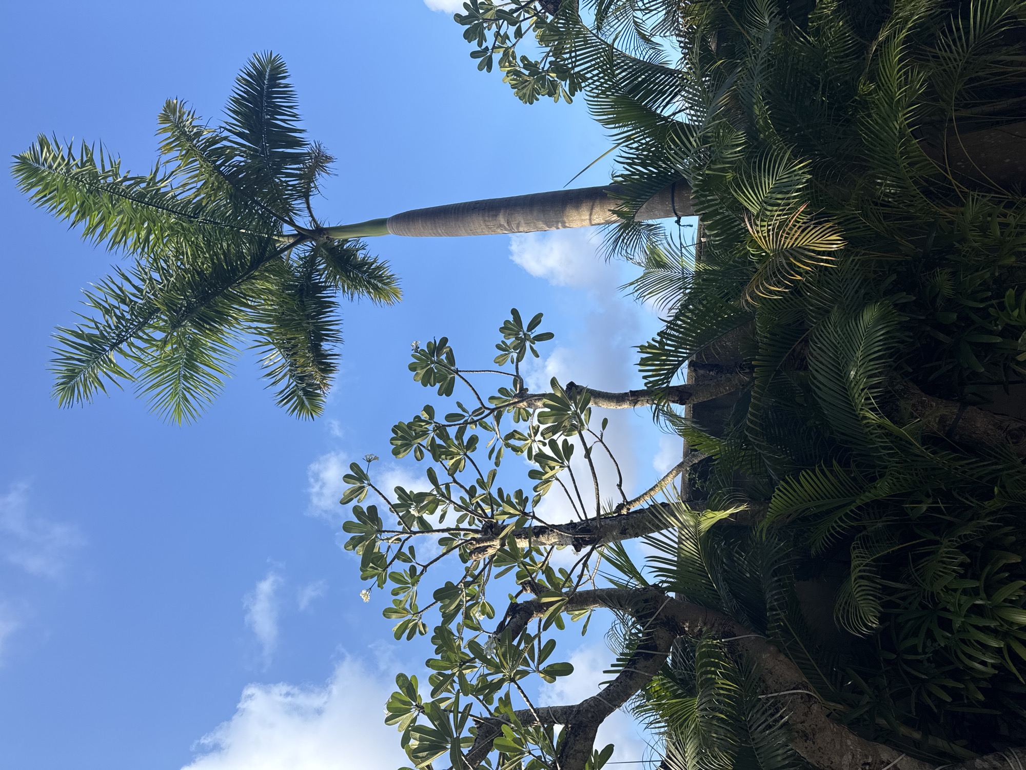 Looking up at the sky in North Kuta, Indonesia, the image captures a scene filled with tropical foliage. A tall palm tree with a smooth, cylindrical trunk extends upwards on the left side of the image. Another tree, possibly a plumeria, has broad, rounded leaves and clusters of small white flowers is at the bottom. Greenery extends towards the right side of the frame. The clear blue sky is dotted with fluffy white clouds, offering a vibrant backdrop to the lush vegetation.