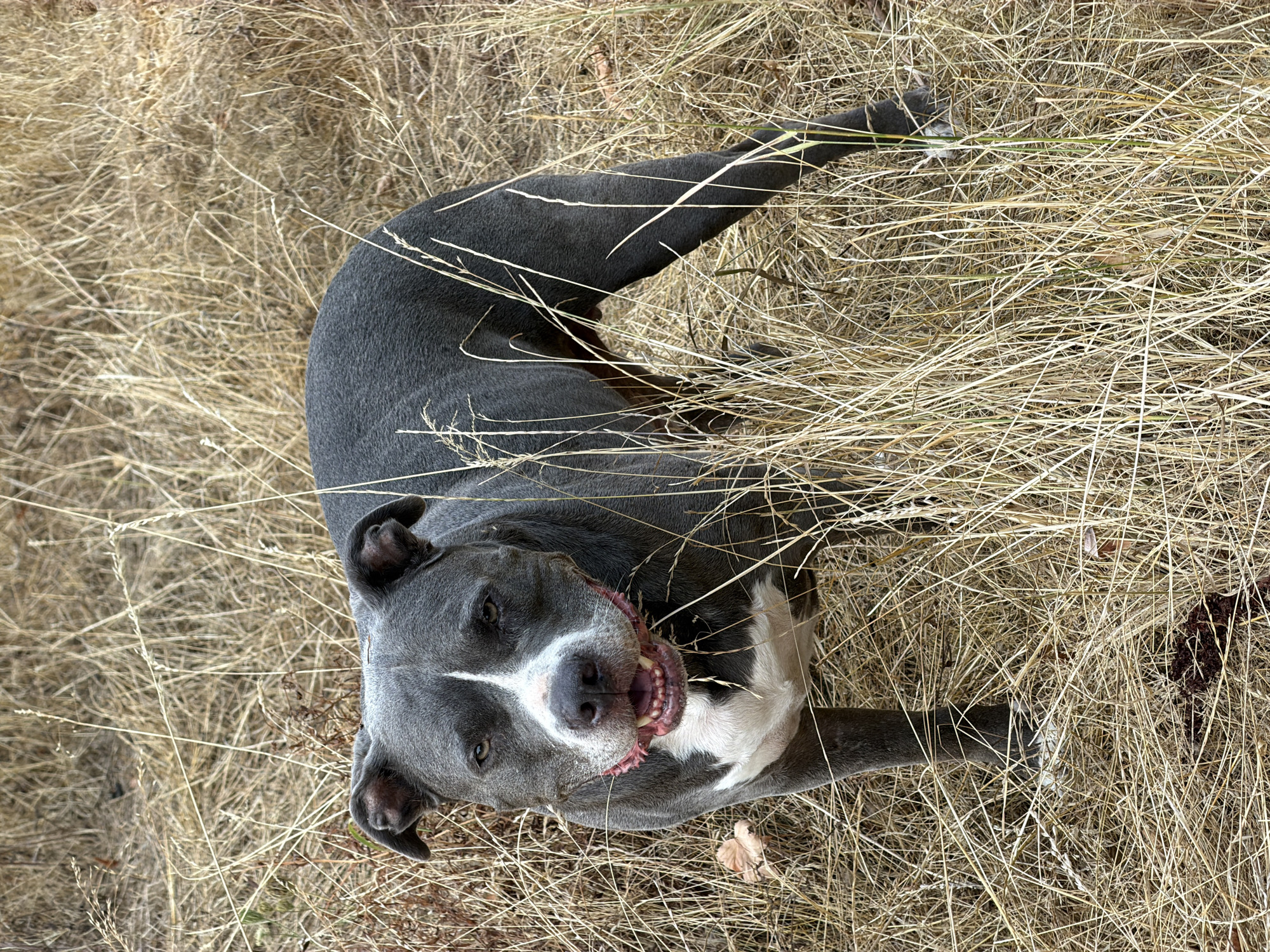 A blue pit bull is standing in dry grass, looking at the camera. The dog has a white stripe down its nose and chest, and its mouth is slightly open, showing its teeth and gums. Its ears are floppy and its eyes are dark brown. The grass is tall and dry, suggesting an outdoor, natural environment. The dog appears to be in good health and is standing alert. There are no people visible in the image, and the background is filled with more dry grass and some fallen leaves. The lighting suggests it is daytime.