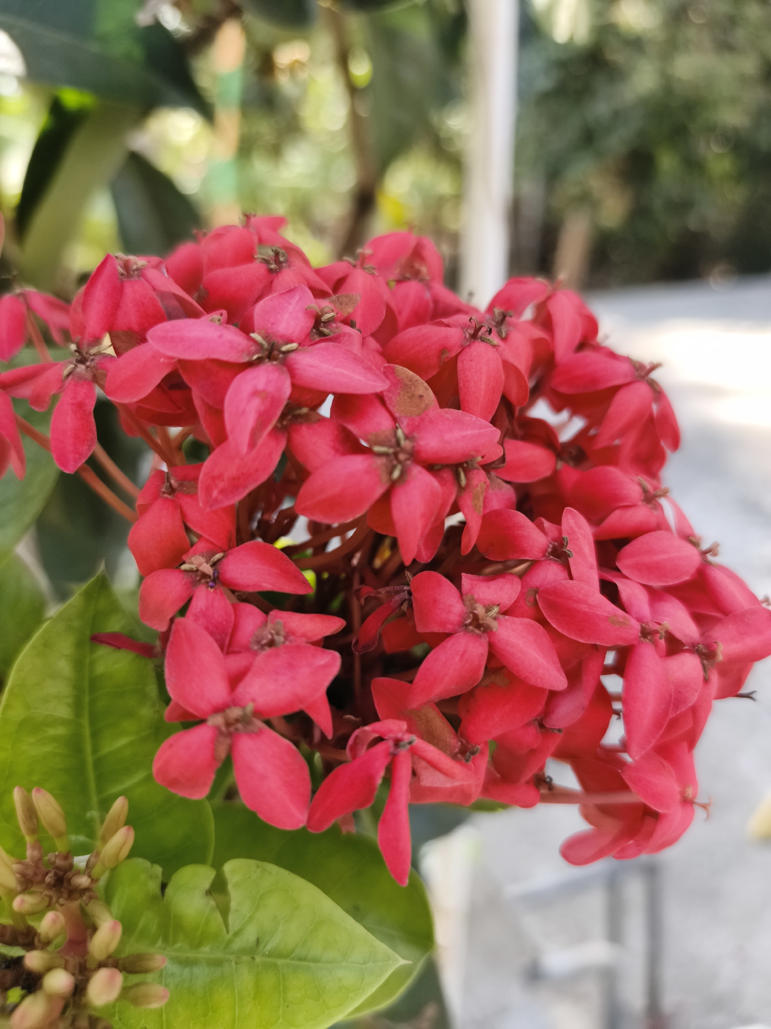 This is a close-up, eye-level, full-shot photograph of a cluster of vibrant red Ixora flowers. The flowers are the central subject, densely packed together, with each individual bloom displaying four petals. The petals are a bright, saturated red, with some showing slight browning at the edges. In the lower left corner, a cluster of unbloomed Ixora buds, a lighter green-yellow color, is visible. Dark green, glossy leaves are present in the foreground and to the left of the flowers, providing a stark contrast to the red blooms.
The background is softly blurred, indicating a shallow depth of field, characteristic of macro photography. Hints of greenery from other plants are visible in the upper left, suggesting an outdoor environment. A pale, out-of-focus vertical element, possibly a post or pillar, is present in the mid-background. The overall lighting suggests natural daylight, with soft illumination. There are no people or animals visible in the frame. The scene appears to be in a garden or a cultivated outdoor space, possibly a residential area or public park in Kaliwader, Indonesia.